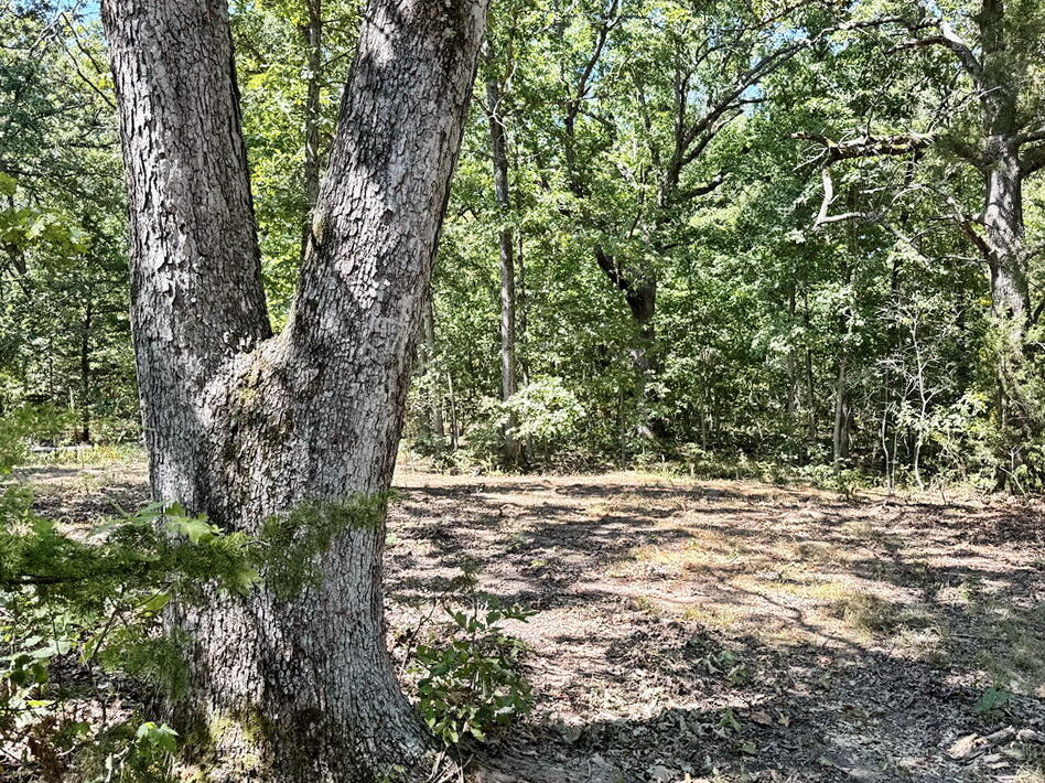 Photo 8 - Land for sale – 000 SE 500 Road  Collins, MO