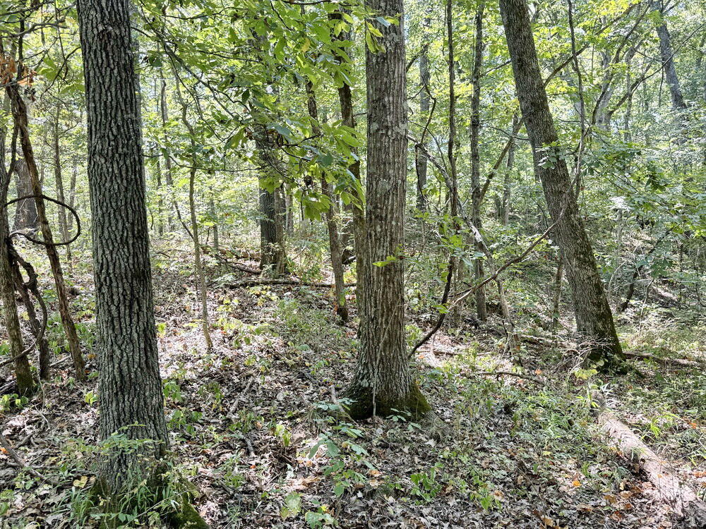 Photo 14 - Land for sale – 000 SE 500 Road  Collins, MO