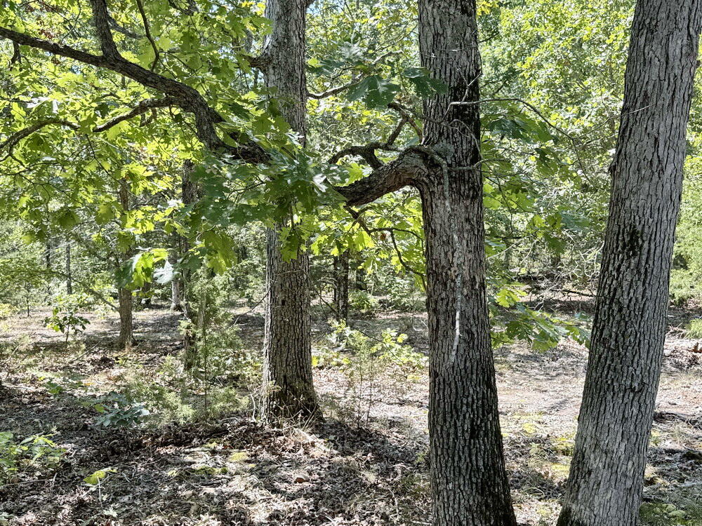 Photo 19 - Land for sale – 000 SE 500 Road  Collins, MO