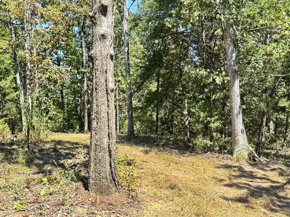 Photo 7 - Land for sale – 000 SE 500 Road  Collins, MO