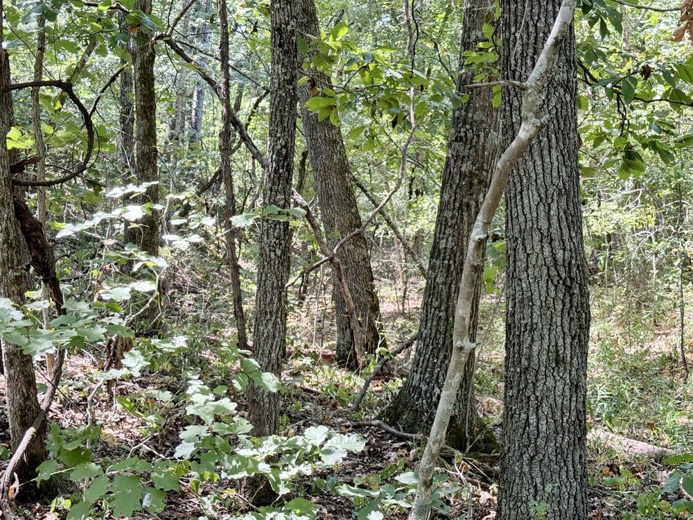Photo 13 - Land for sale – 000 SE 500 Road  Collins, MO