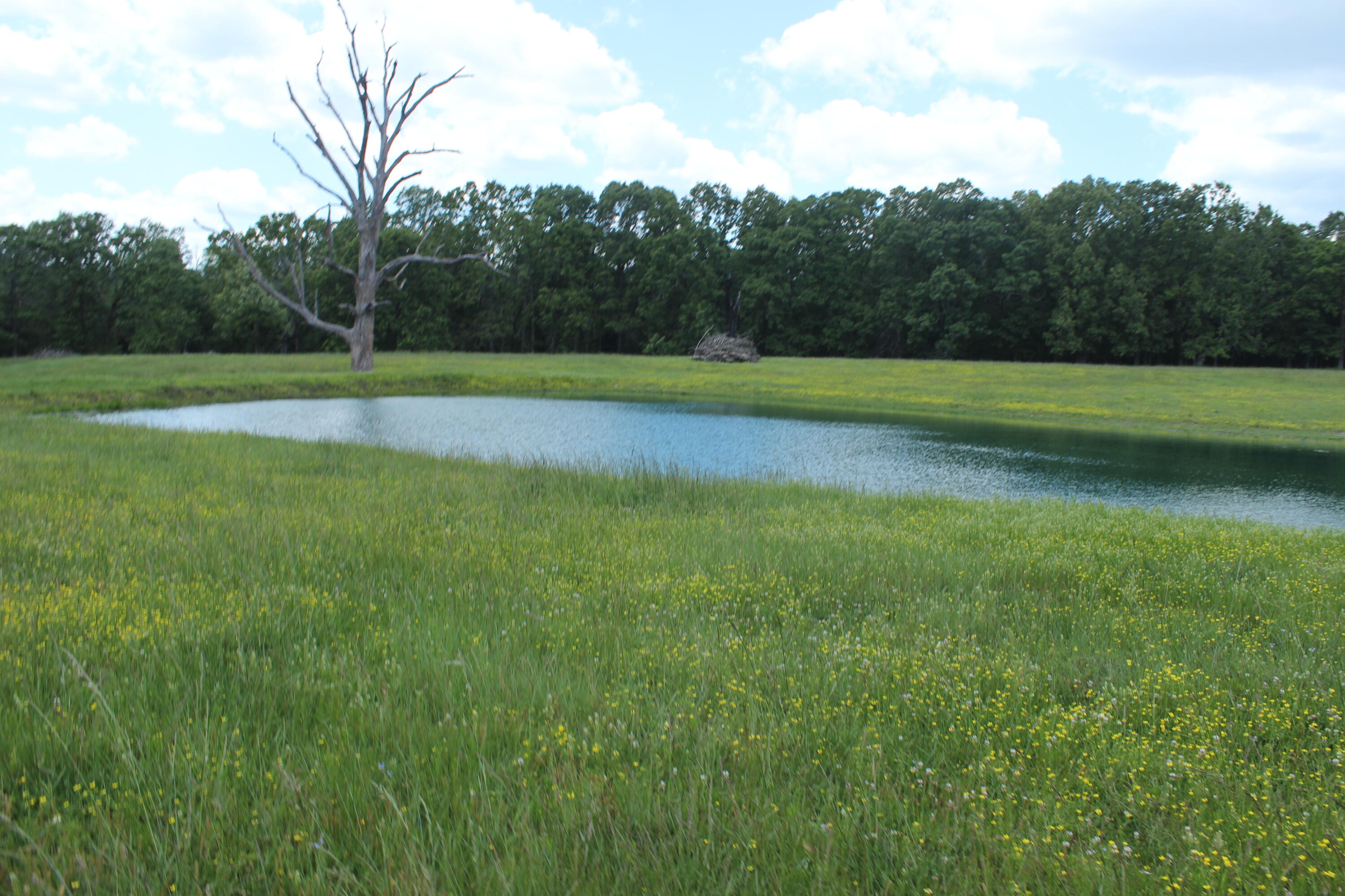 Farm for sale – 000  W Highway  Thayer, MO