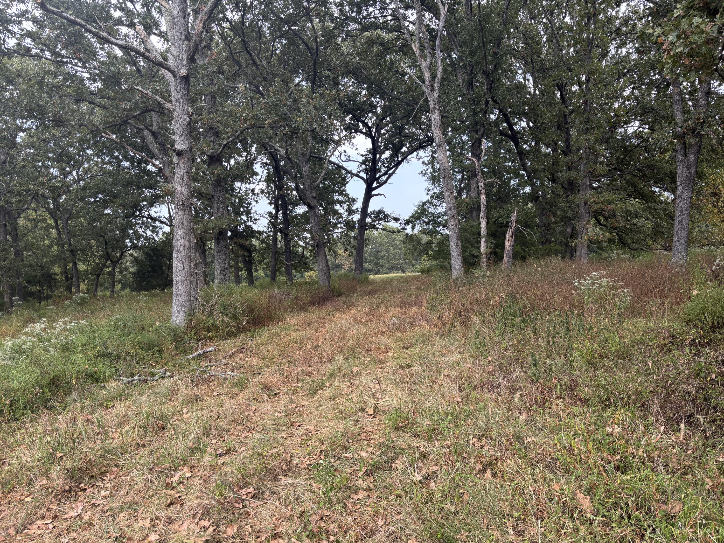 Photo 12 - Land for sale – Tbd  Co Rd 4040   Rolla, MO