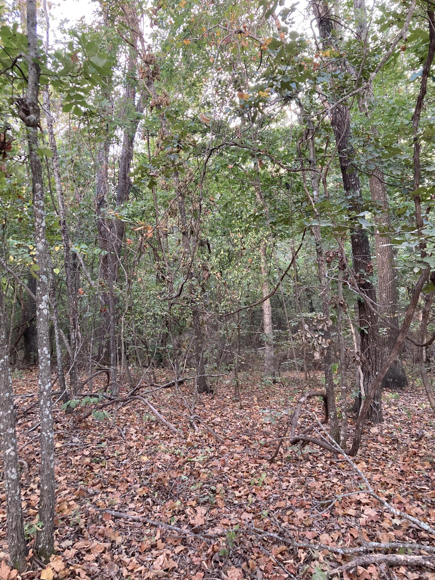 Photo 22 - Land for sale – 4134  Hatfield Road  Norwood, MO