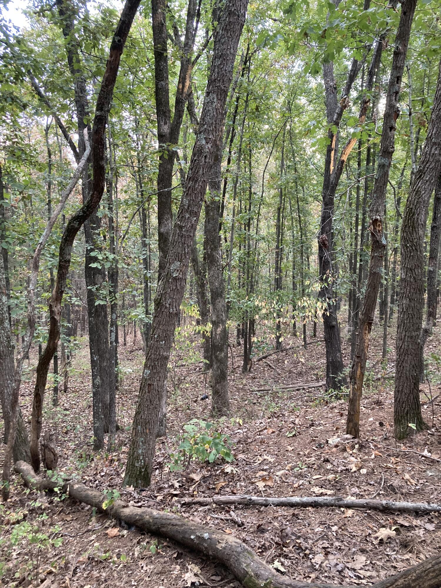 Photo 11 - Land for sale – 4134  Hatfield Road  Norwood, MO