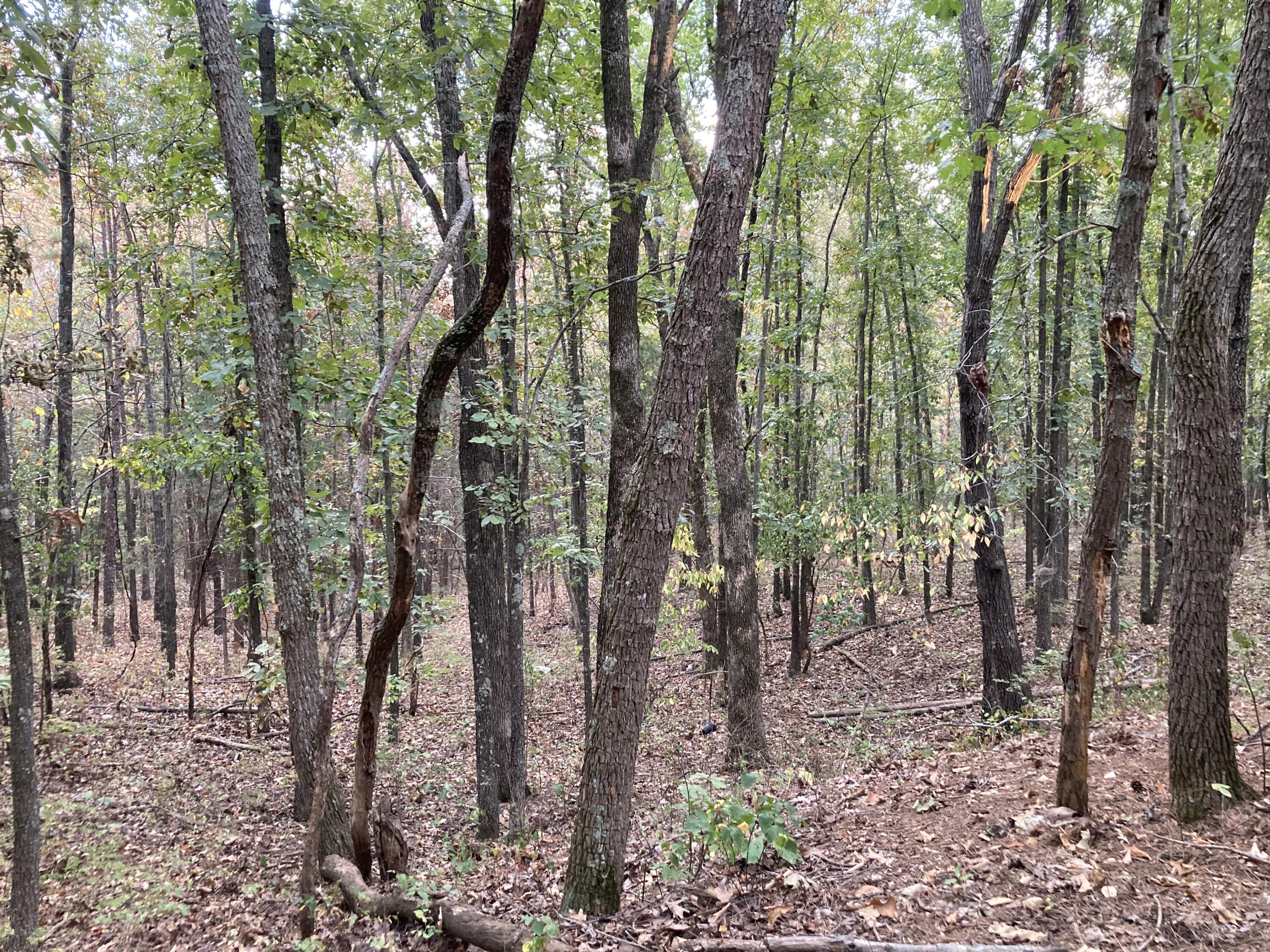 Photo 33 - Land for sale – 4134  Hatfield Road  Norwood, MO