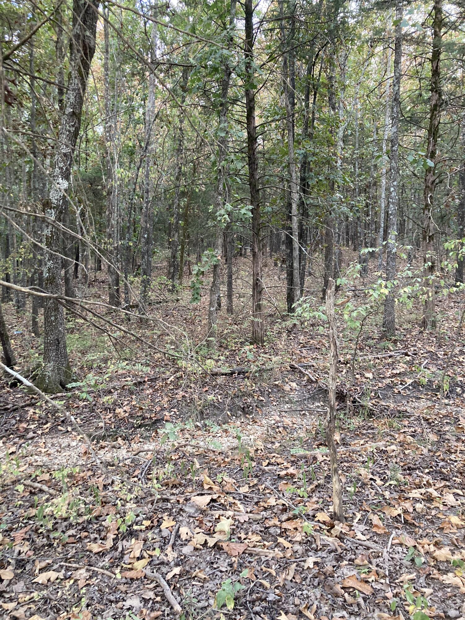 Photo 19 - Land for sale – 4134  Hatfield Road  Norwood, MO