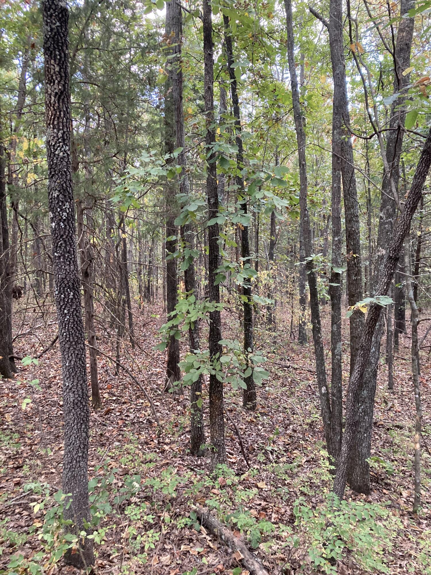 Photo 10 - Land for sale – 4134  Hatfield Road  Norwood, MO