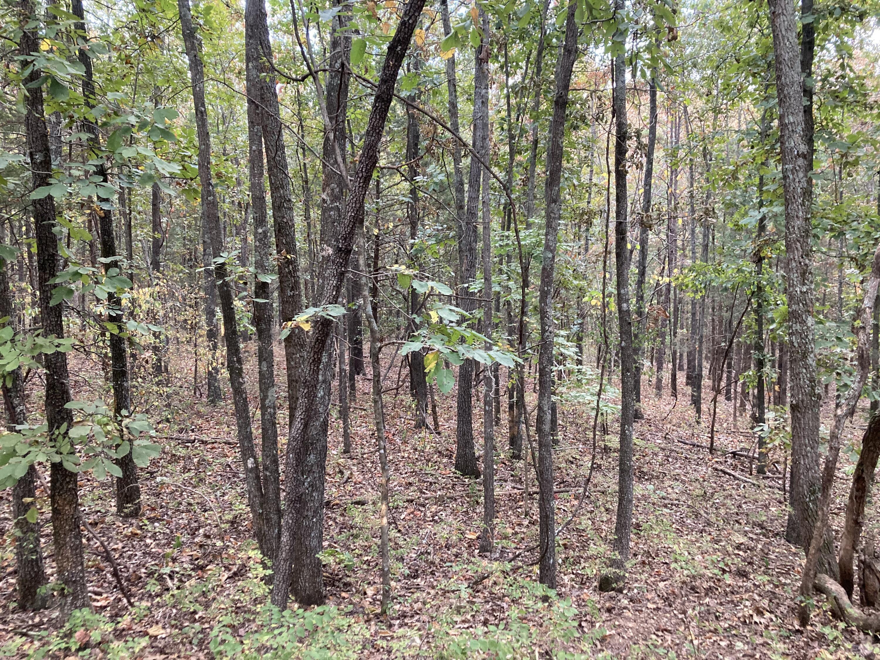 Photo 32 - Land for sale – 4134  Hatfield Road  Norwood, MO