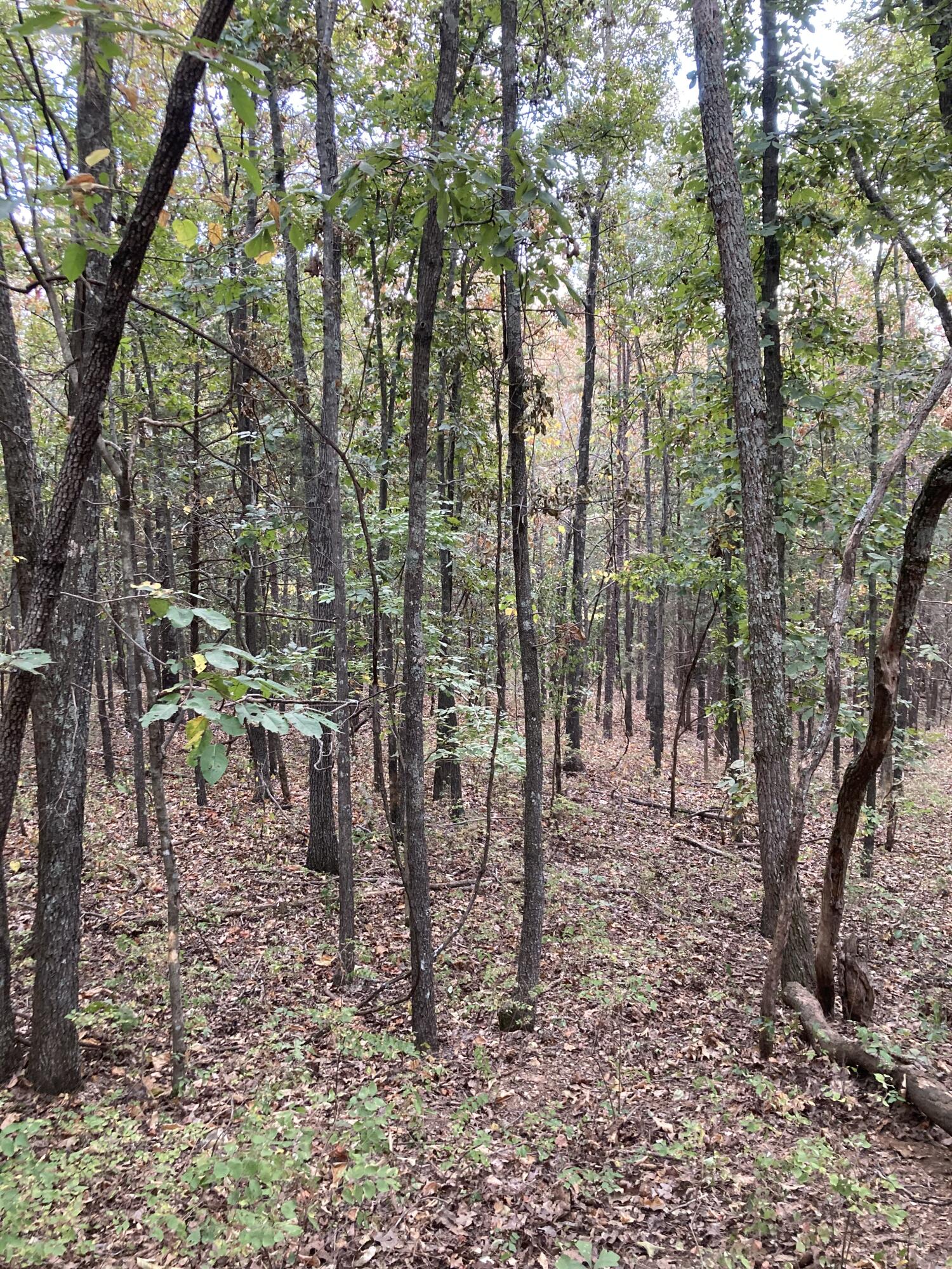 Photo 9 - Land for sale – 4134  Hatfield Road  Norwood, MO