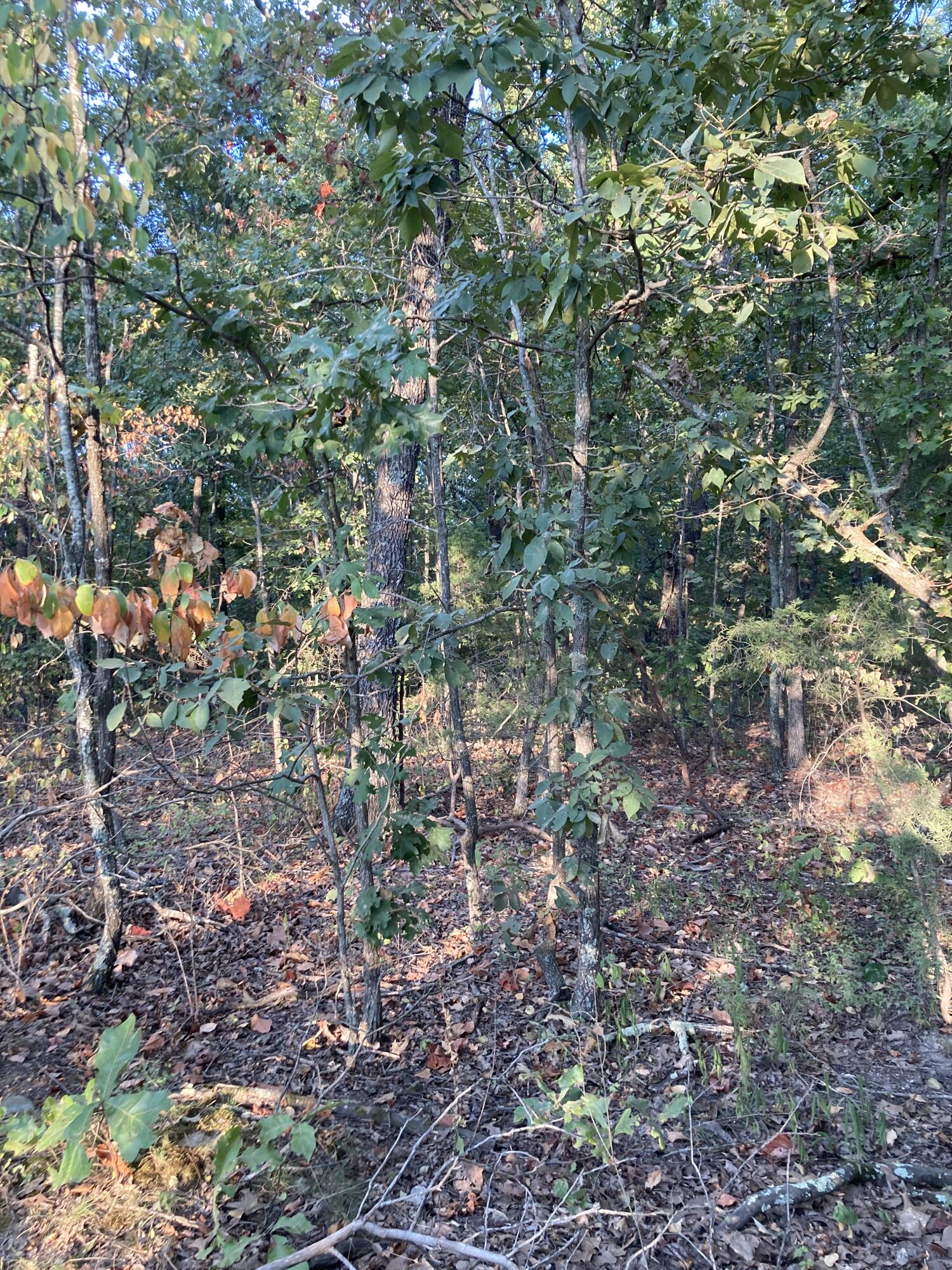 Photo 4 - Land for sale – 4134  Hatfield Road  Norwood, MO