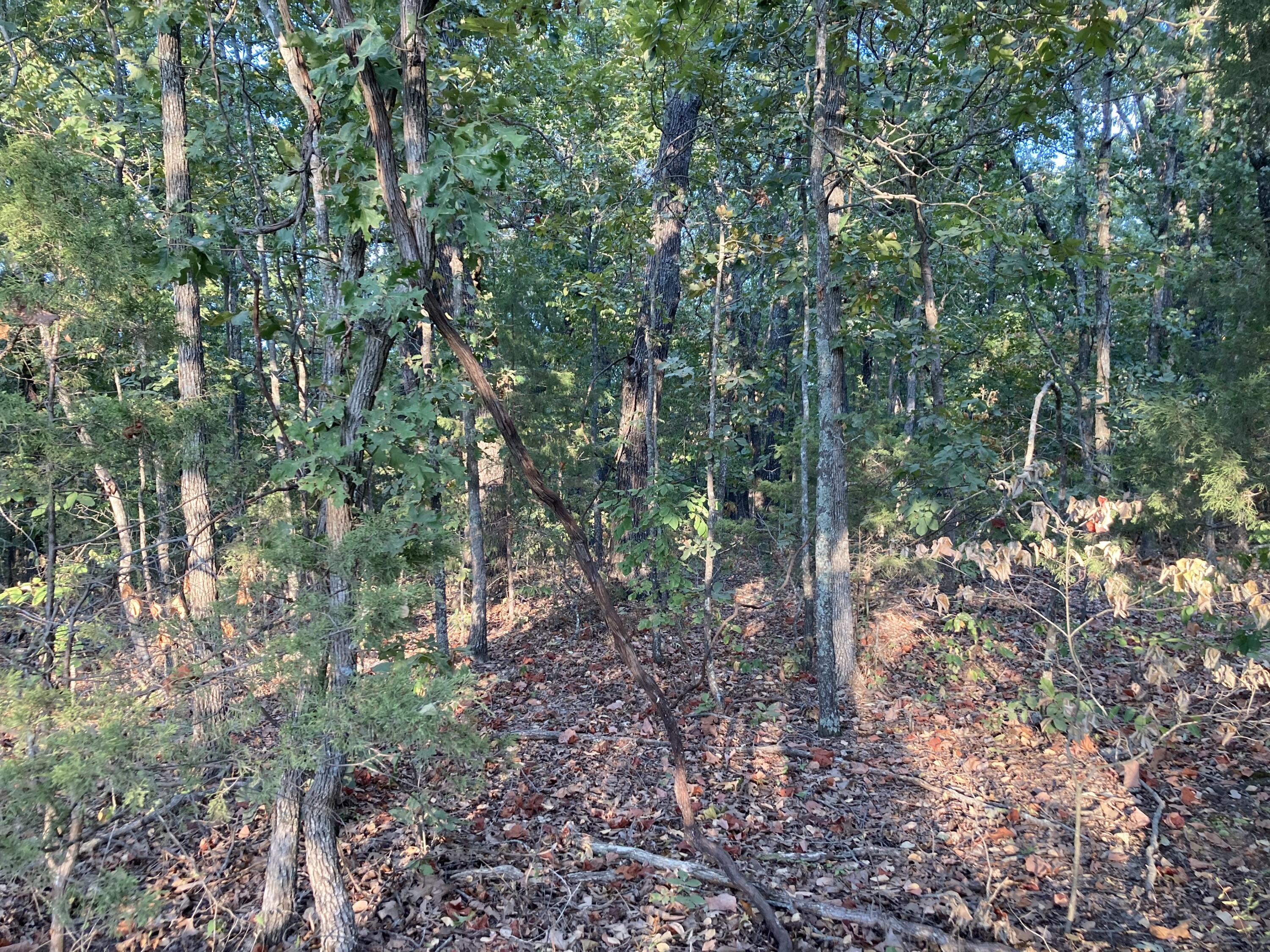 Photo 41 - Land for sale – 4134  Hatfield Road  Norwood, MO