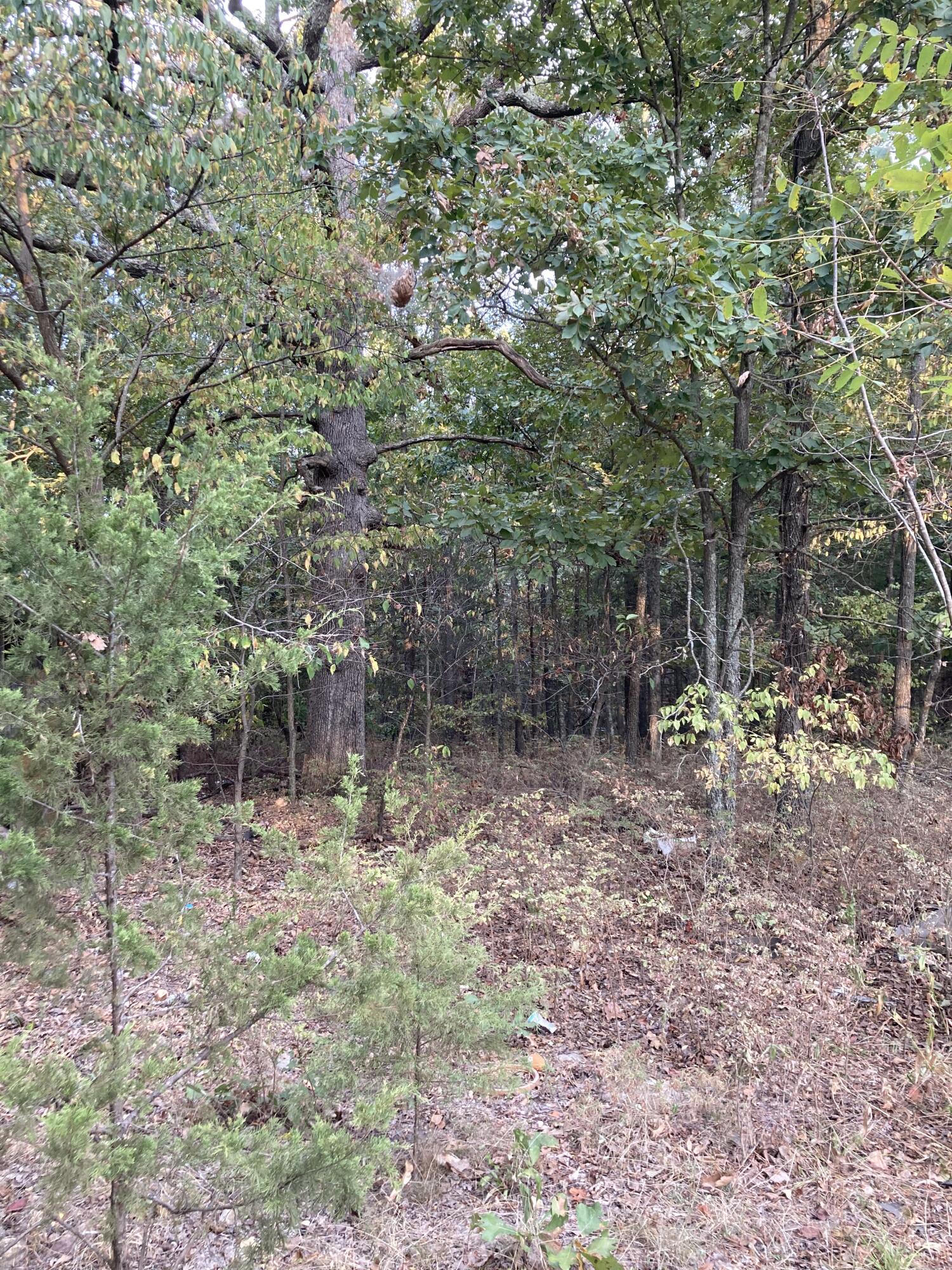 Photo 12 - Land for sale – 4134  Hatfield Road  Norwood, MO