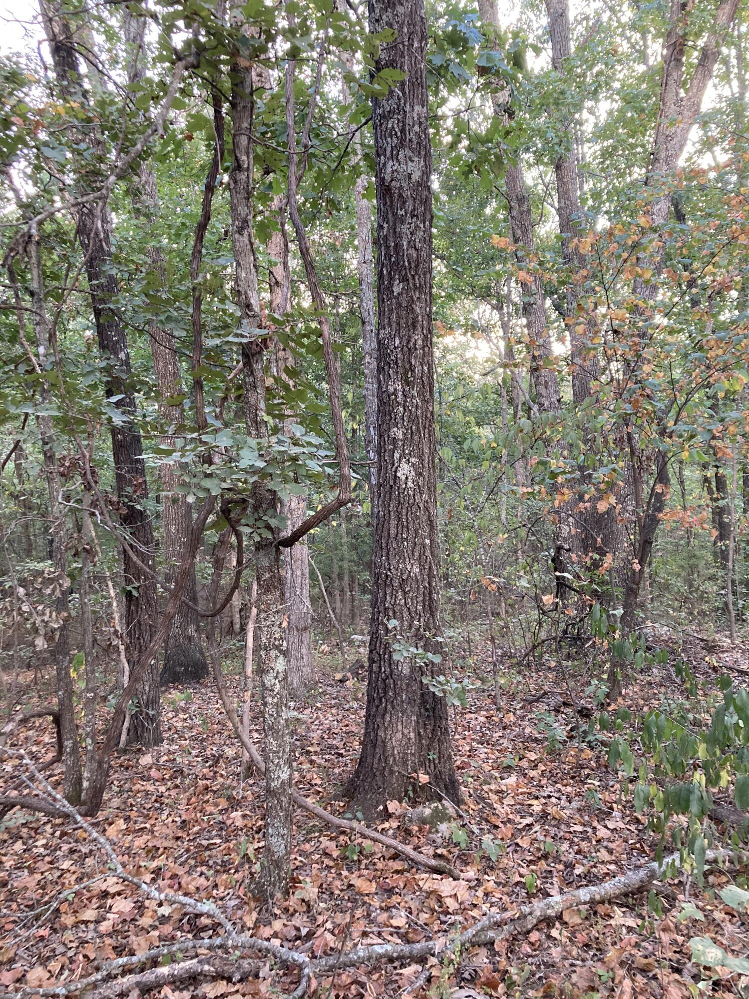 Photo 21 - Land for sale – 4134  Hatfield Road  Norwood, MO