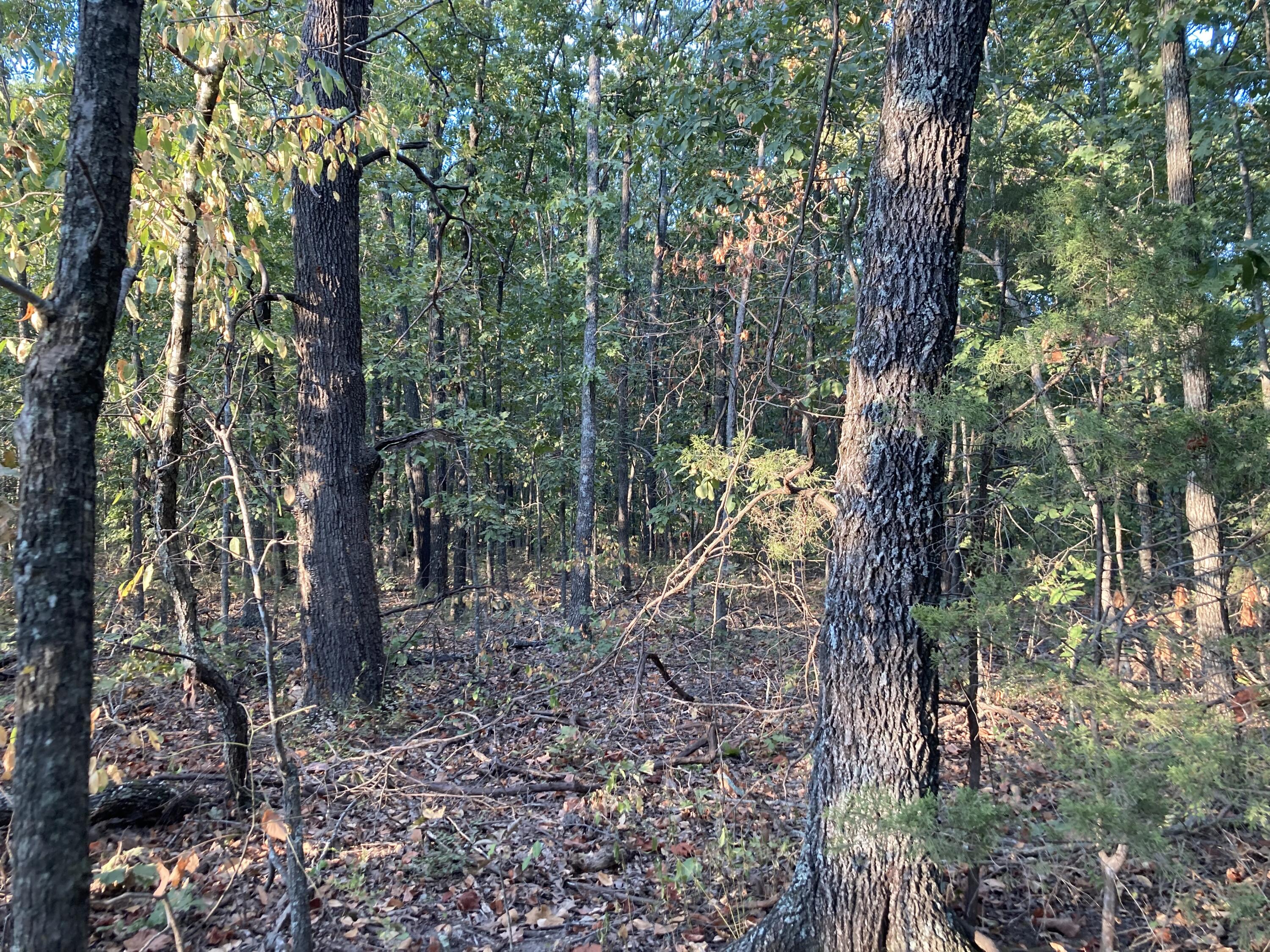 Photo 42 - Land for sale – 4134  Hatfield Road  Norwood, MO