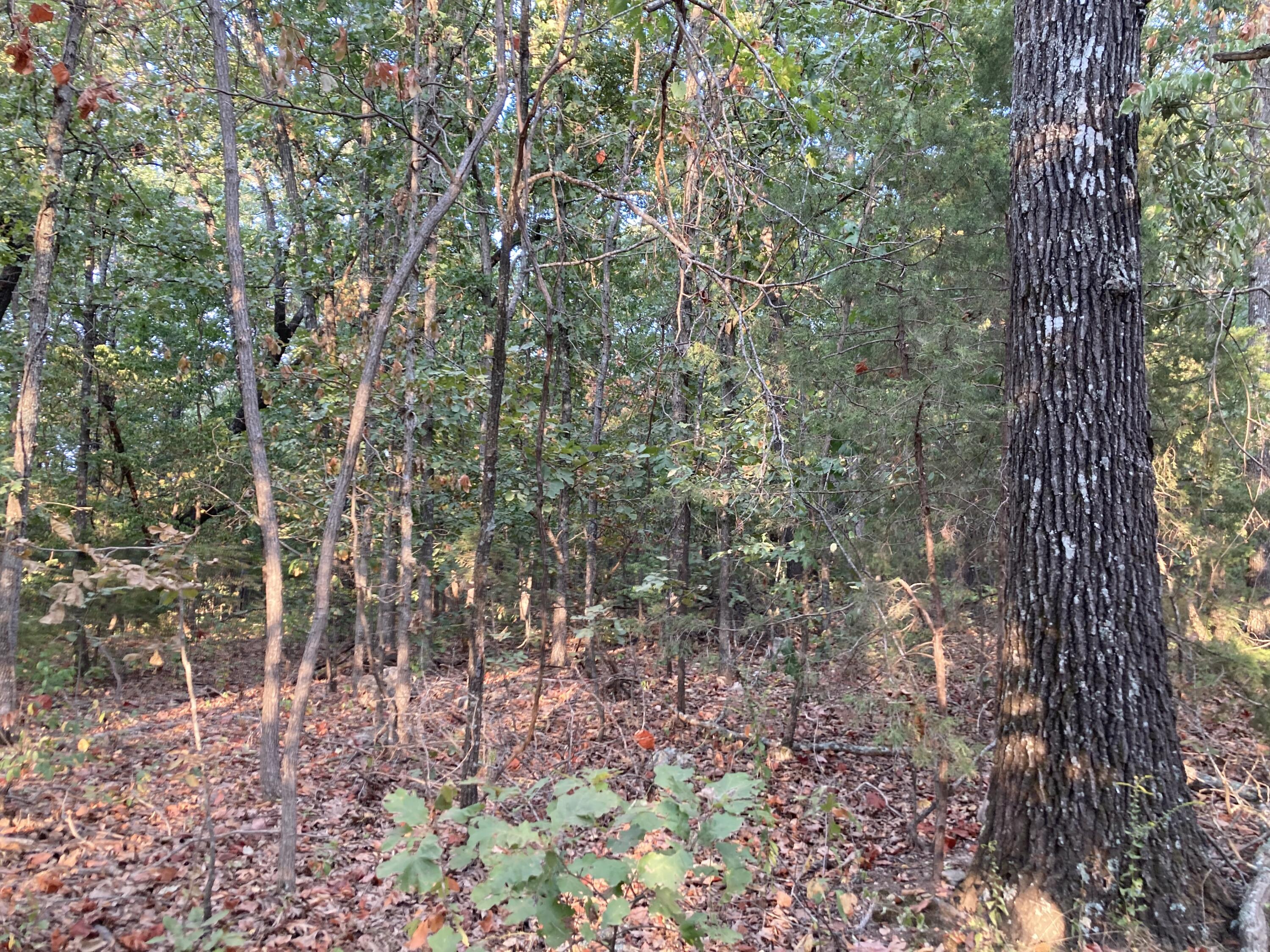 Photo 40 - Land for sale – 4134  Hatfield Road  Norwood, MO