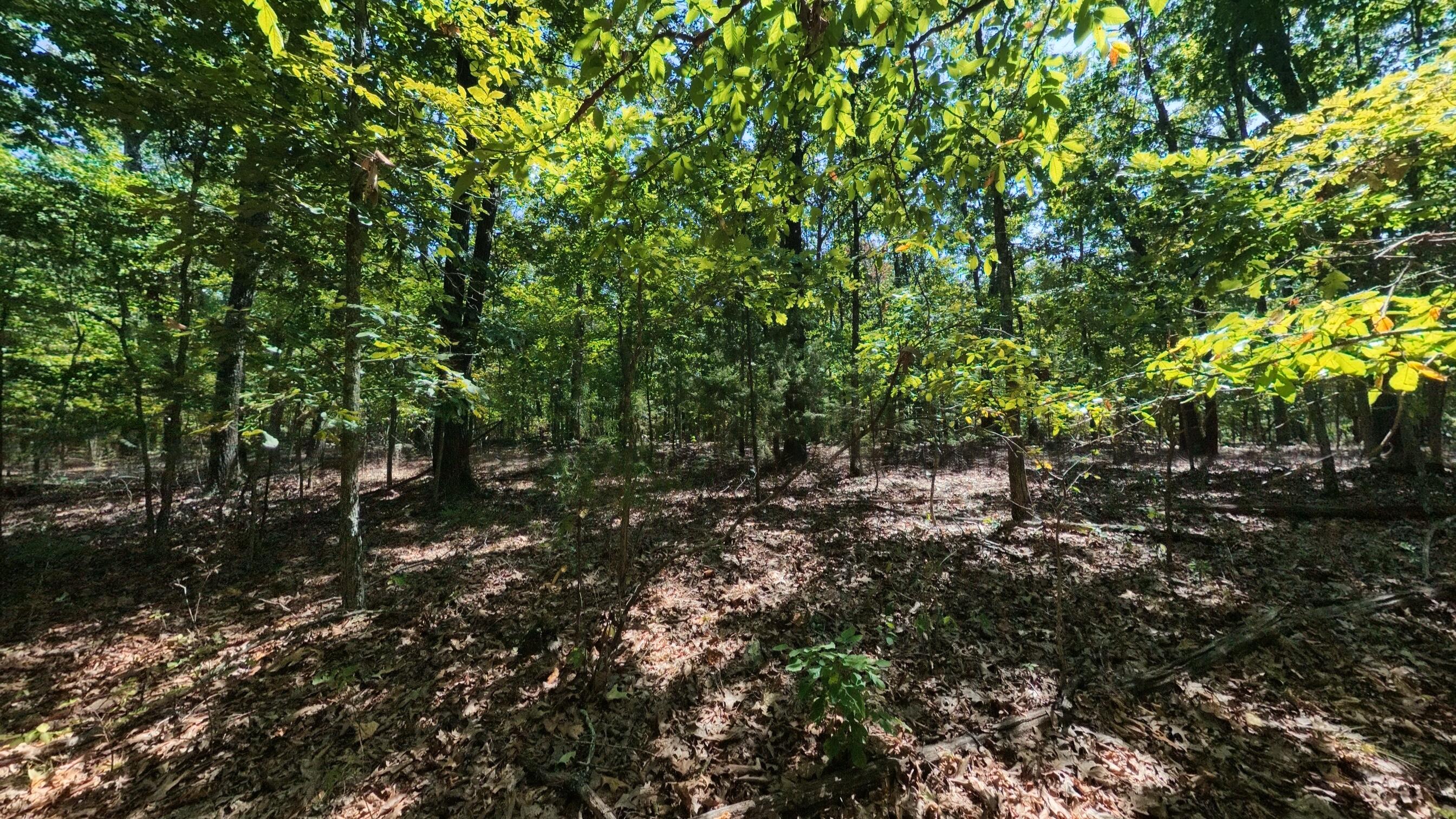 Photo 48 - Residential for sale – 98  County Road 867   Isabella, MO