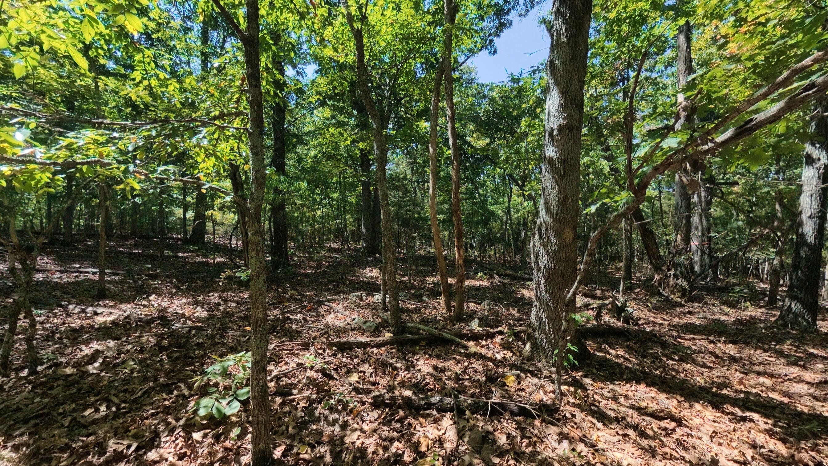 Photo 44 - Residential for sale – 98  County Road 867   Isabella, MO