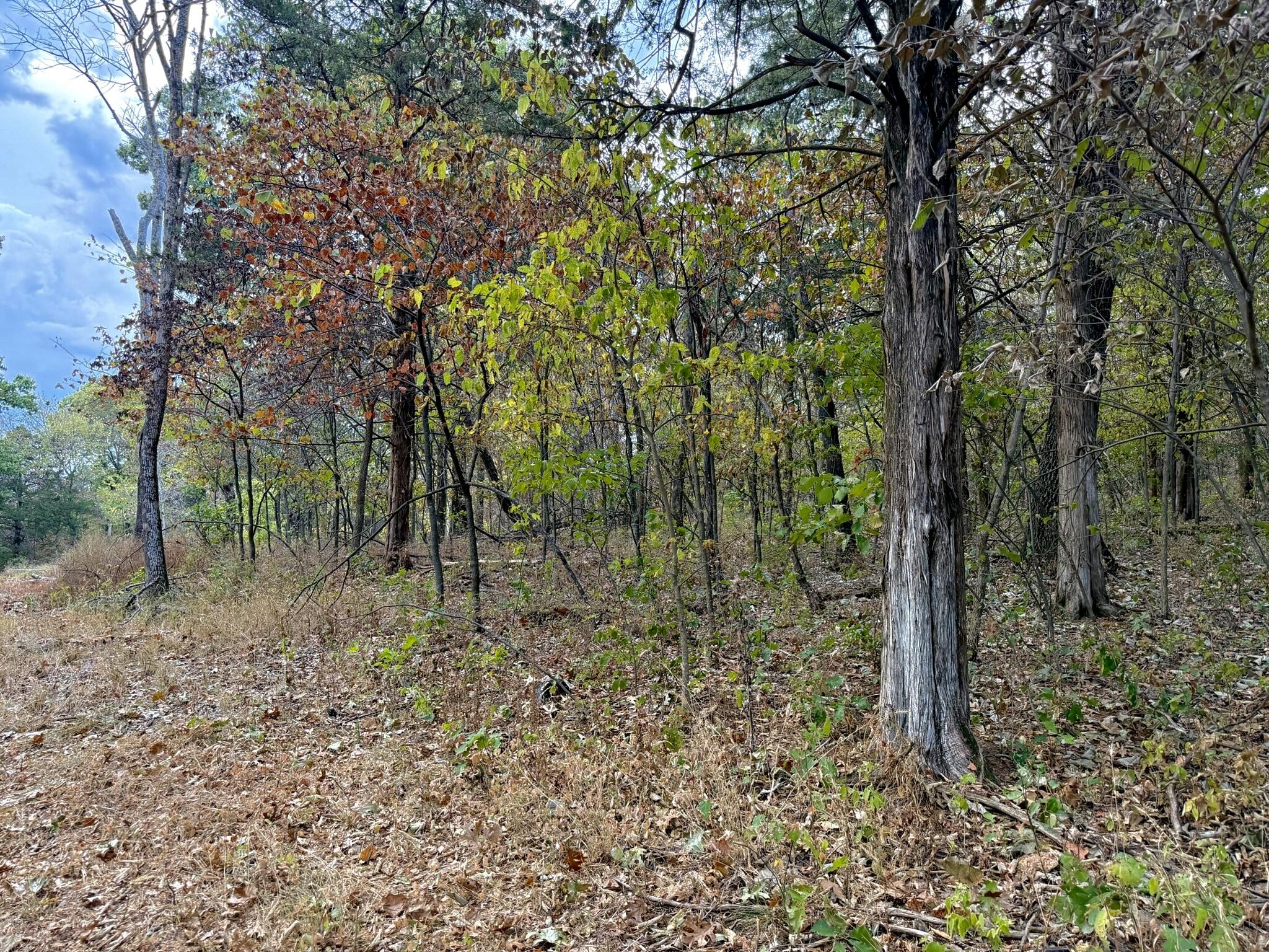 Photo 4 - Land for sale – 12455 E 1050   Stockton, MO
