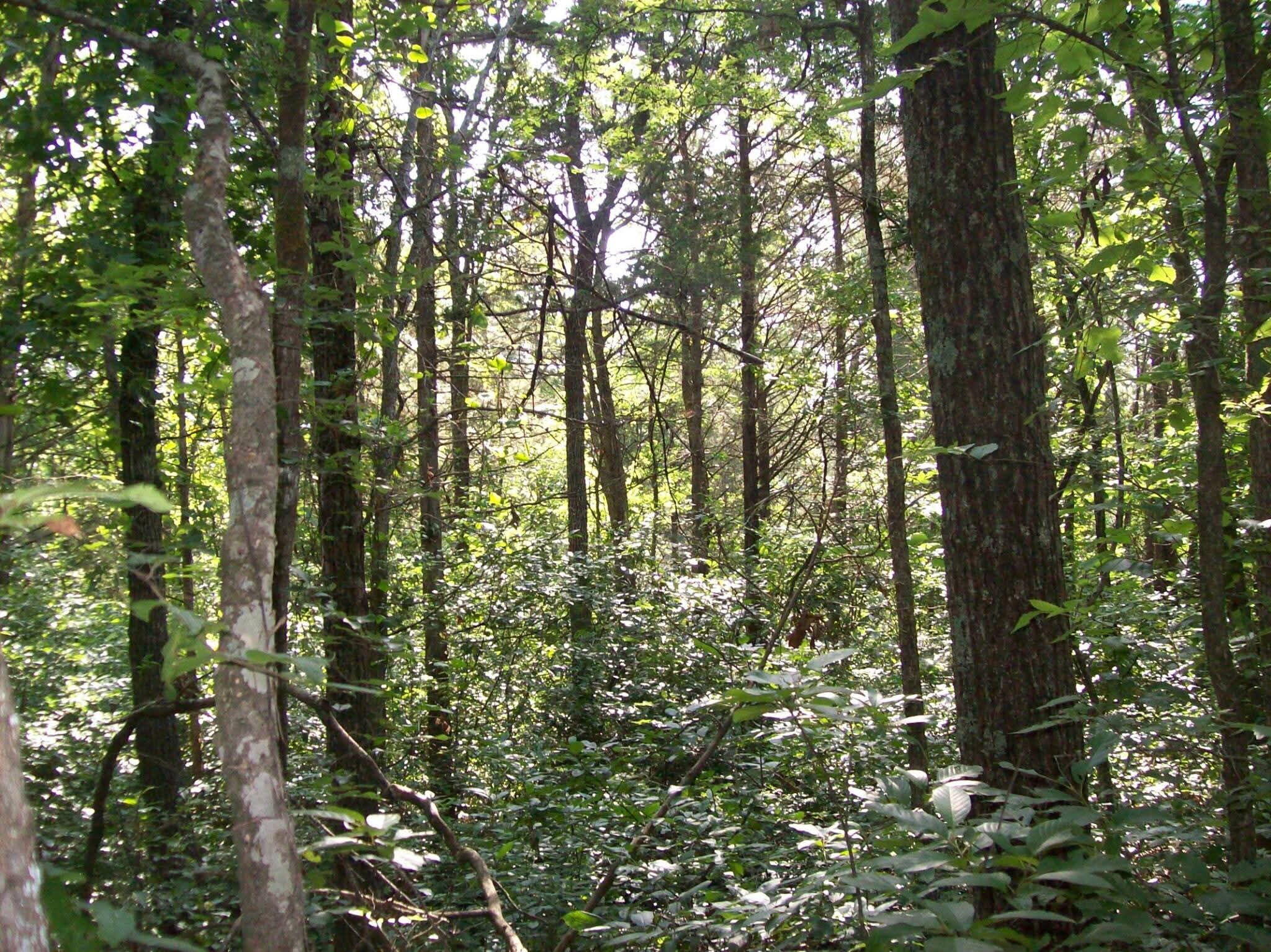 Photo 6 - Land for sale – 130, 131  Turkey Mountain Estates #2   Abesville, MO
