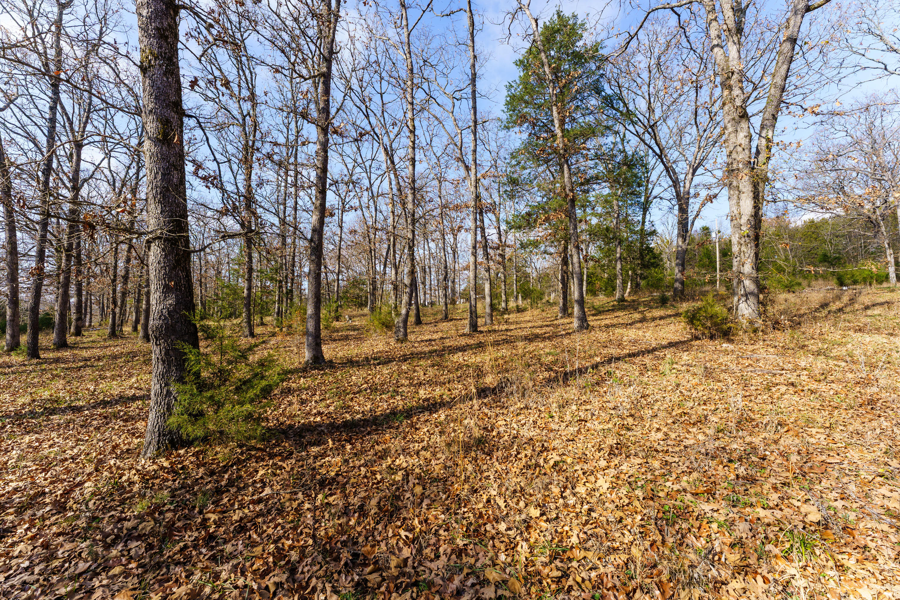 Photo 8 - Land for sale – 000  Century Lane  Lampe, MO