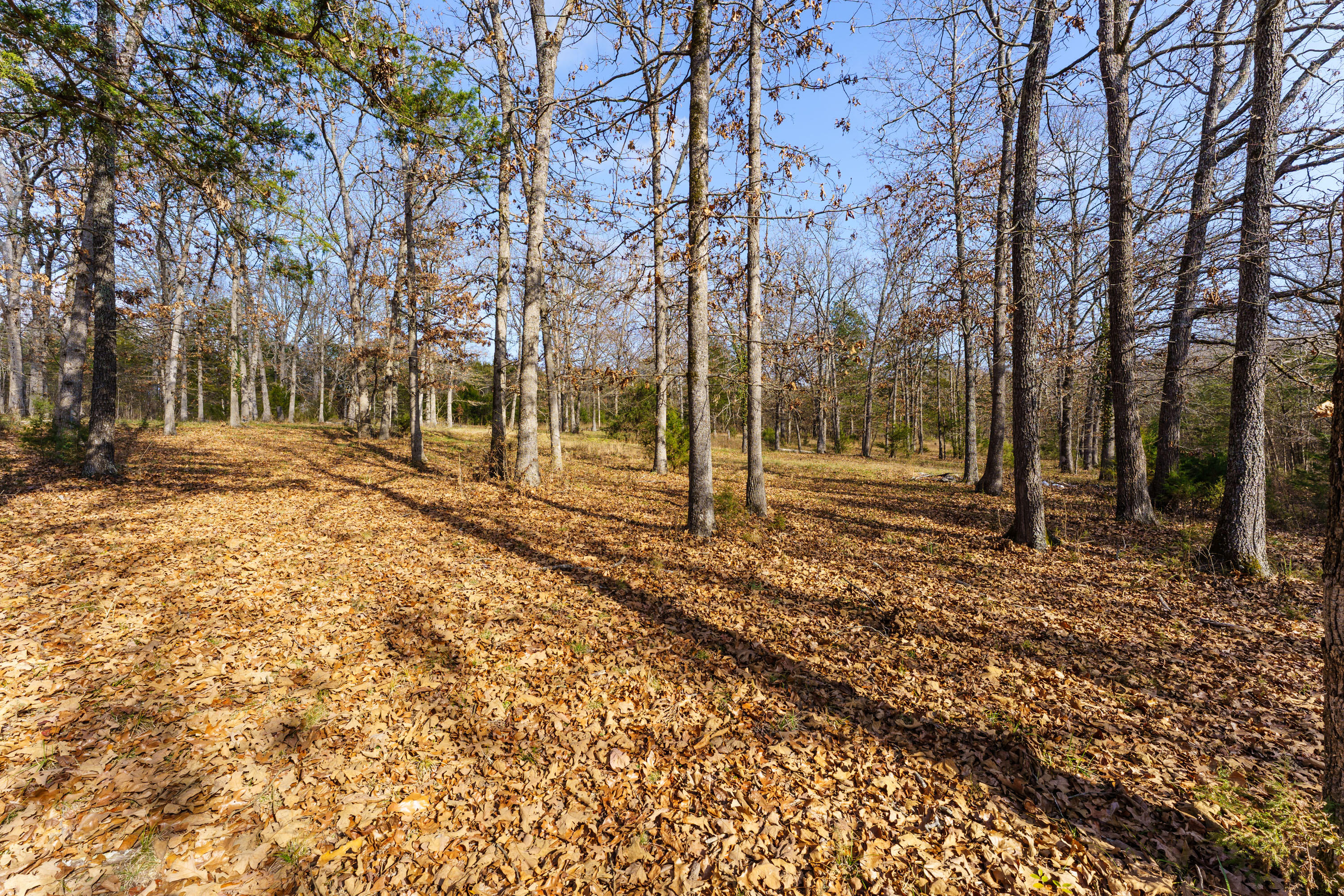 Photo 7 - Land for sale – 000  Century Lane  Lampe, MO