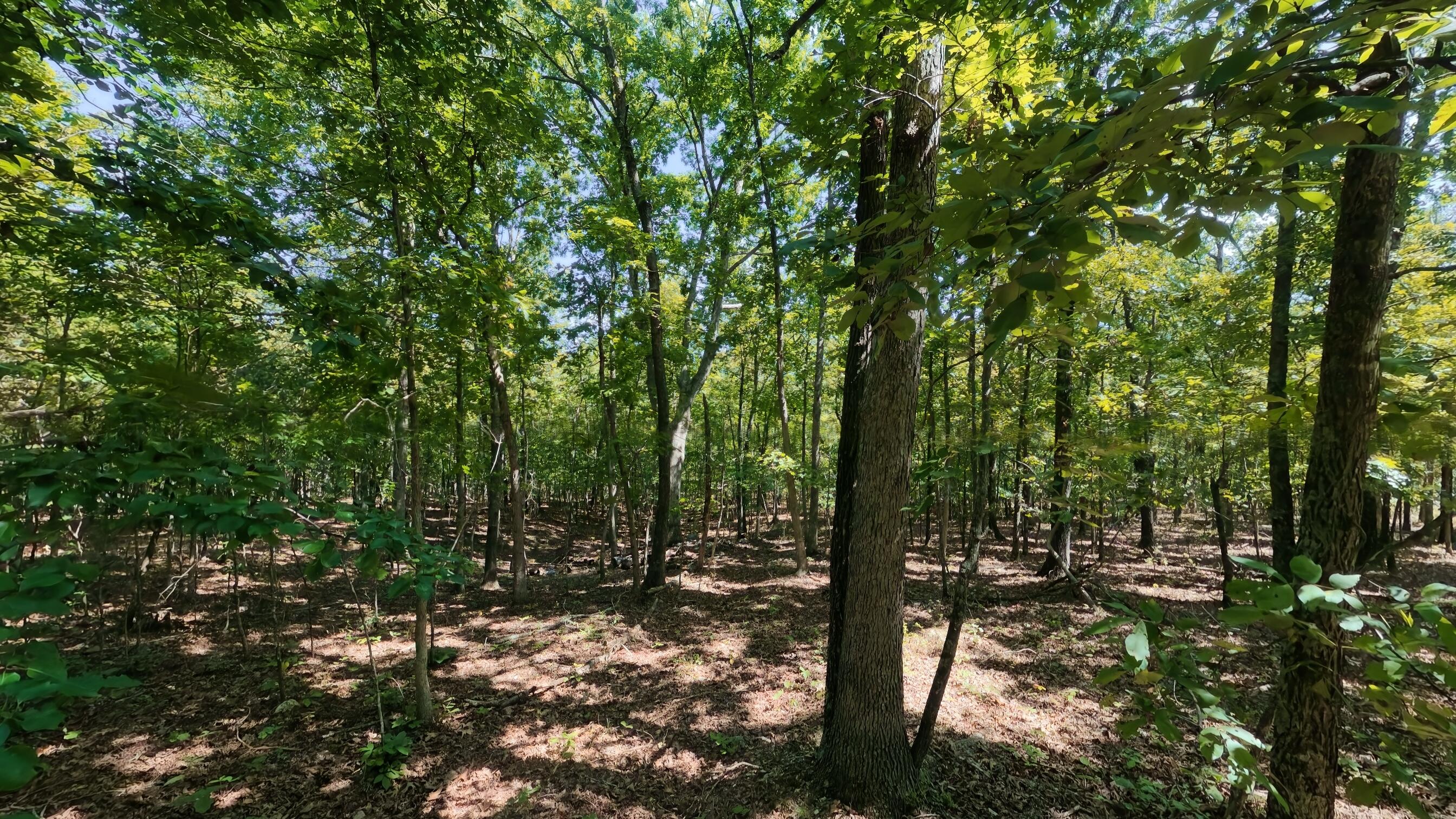 Photo 42 - Residential for sale – 5155  County Road 3380   Willow Springs, MO