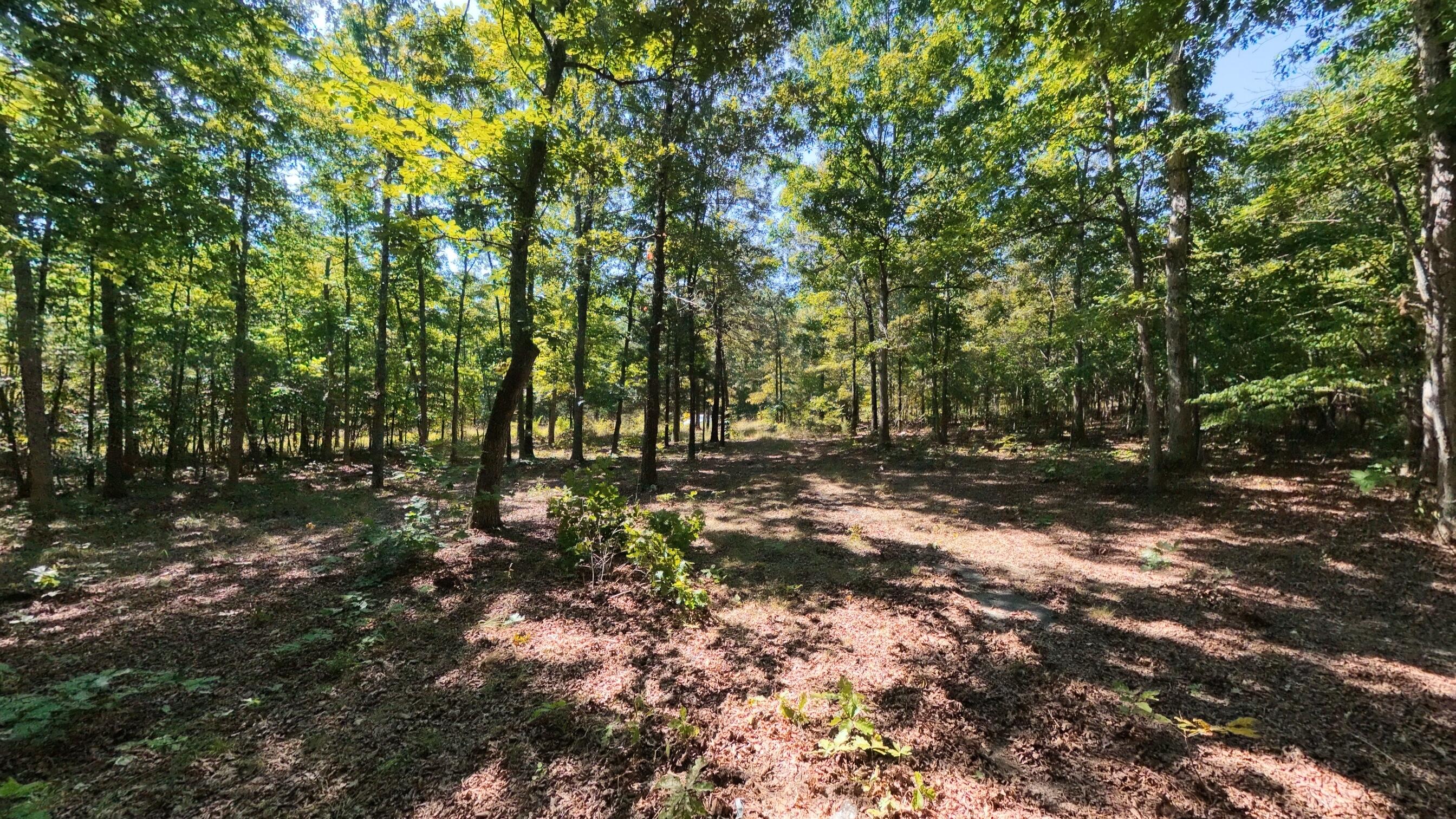 Photo 12 - Land for sale – 000 E County Road 206   Alton, MO