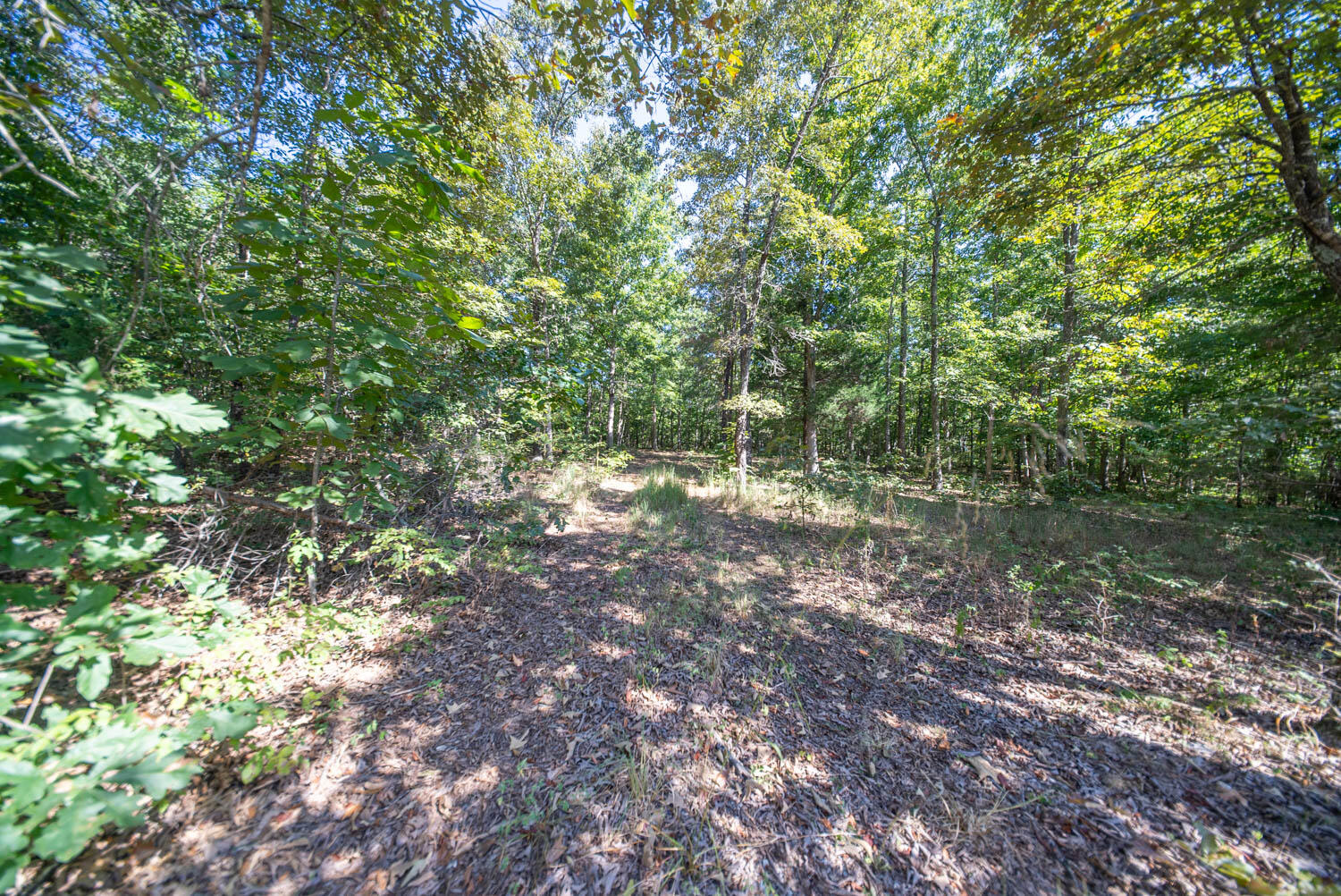 Photo 18 - Land for sale – 000 E County Road 206   Alton, MO