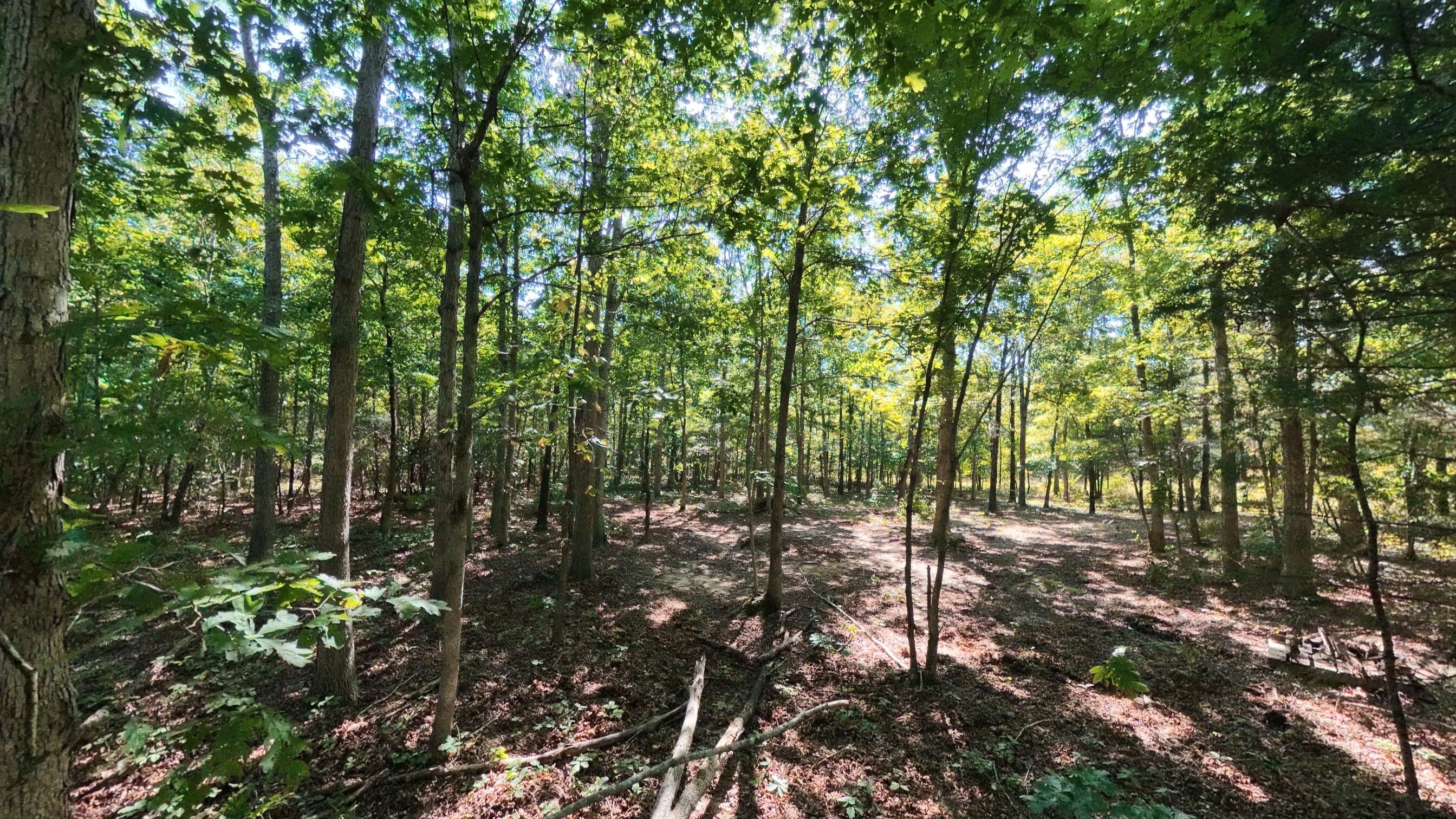 Photo 15 - Land for sale – 000 E County Road 206   Alton, MO