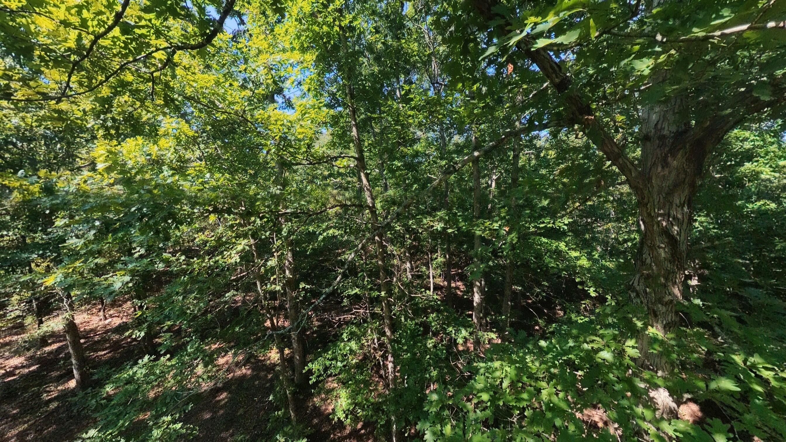 Photo 8 - Land for sale – 000 E County Road 206   Alton, MO