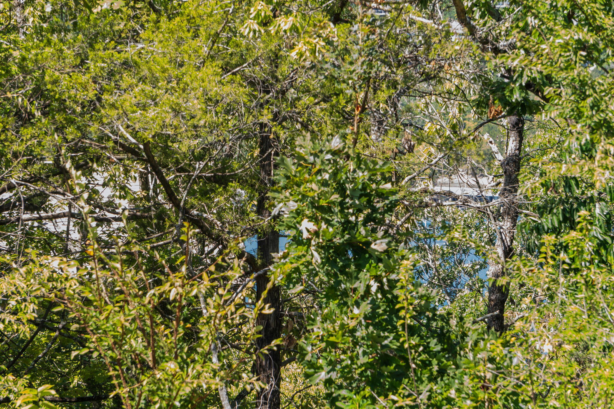 Photo 24 - Land for sale – 213  Monterey Drive  Branson, MO