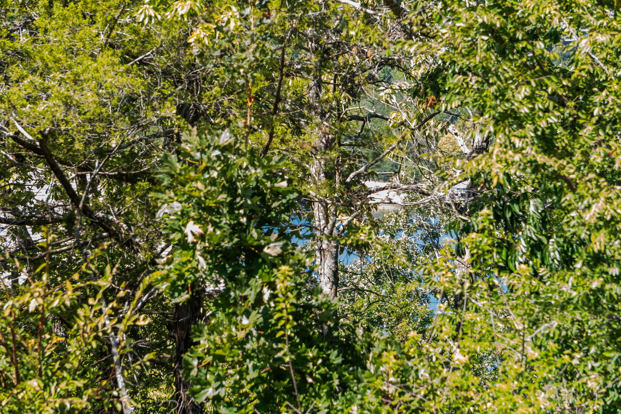 Photo 25 - Land for sale – 213  Monterey Drive  Branson, MO