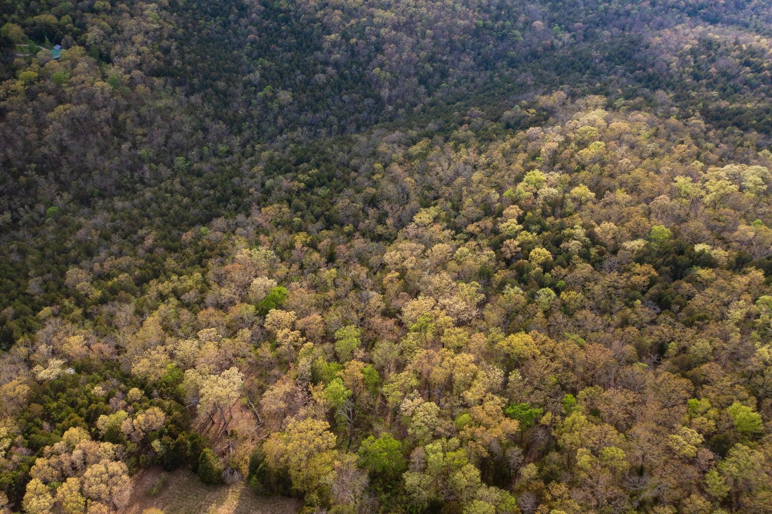 Photo 18 - Land for sale – 000  Dunn Road  Walnut Shade, MO