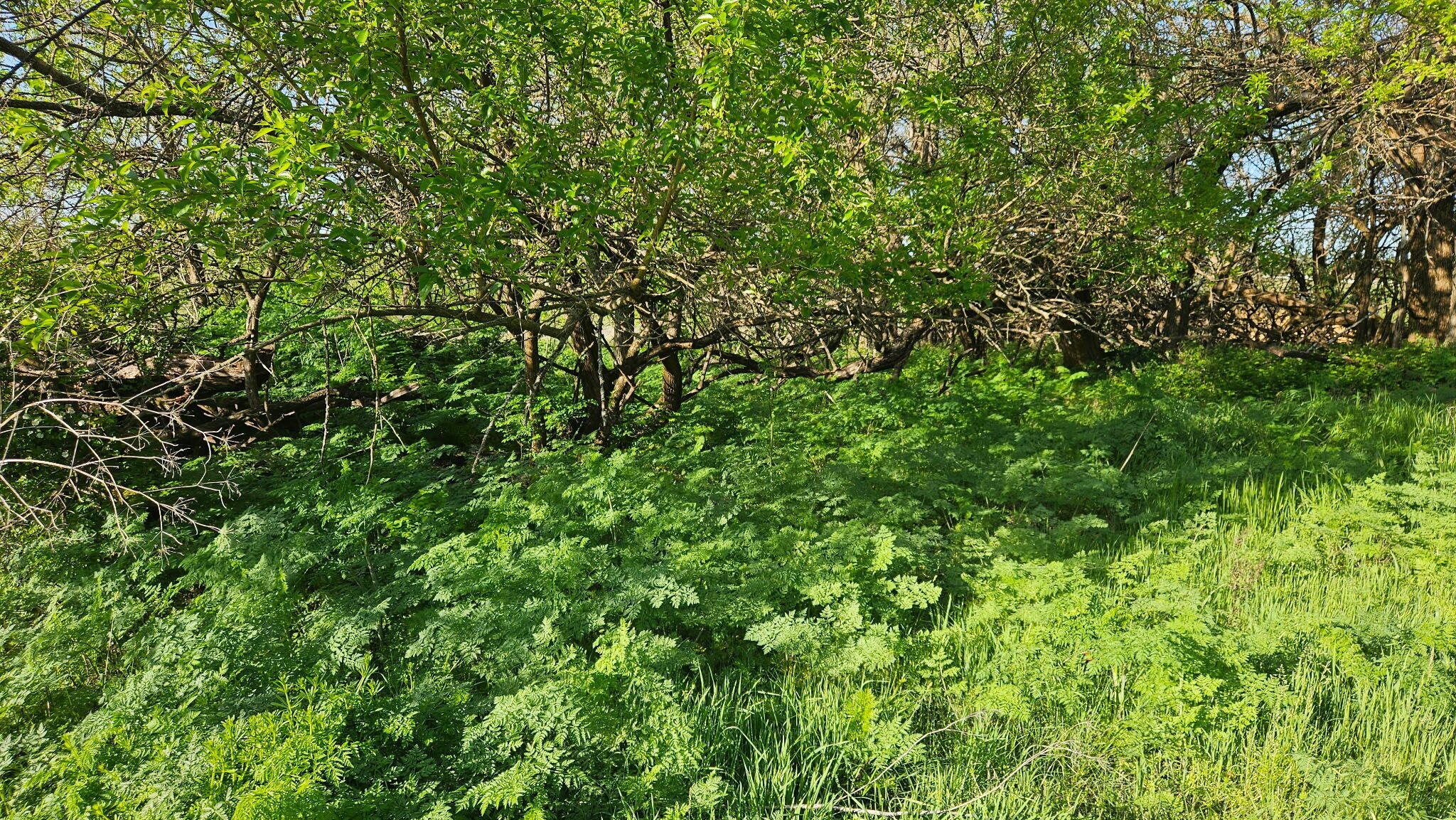 Photo 10 - Land for sale – Lot 13 -  1174 Hunter Lane  Ash Grove, MO
