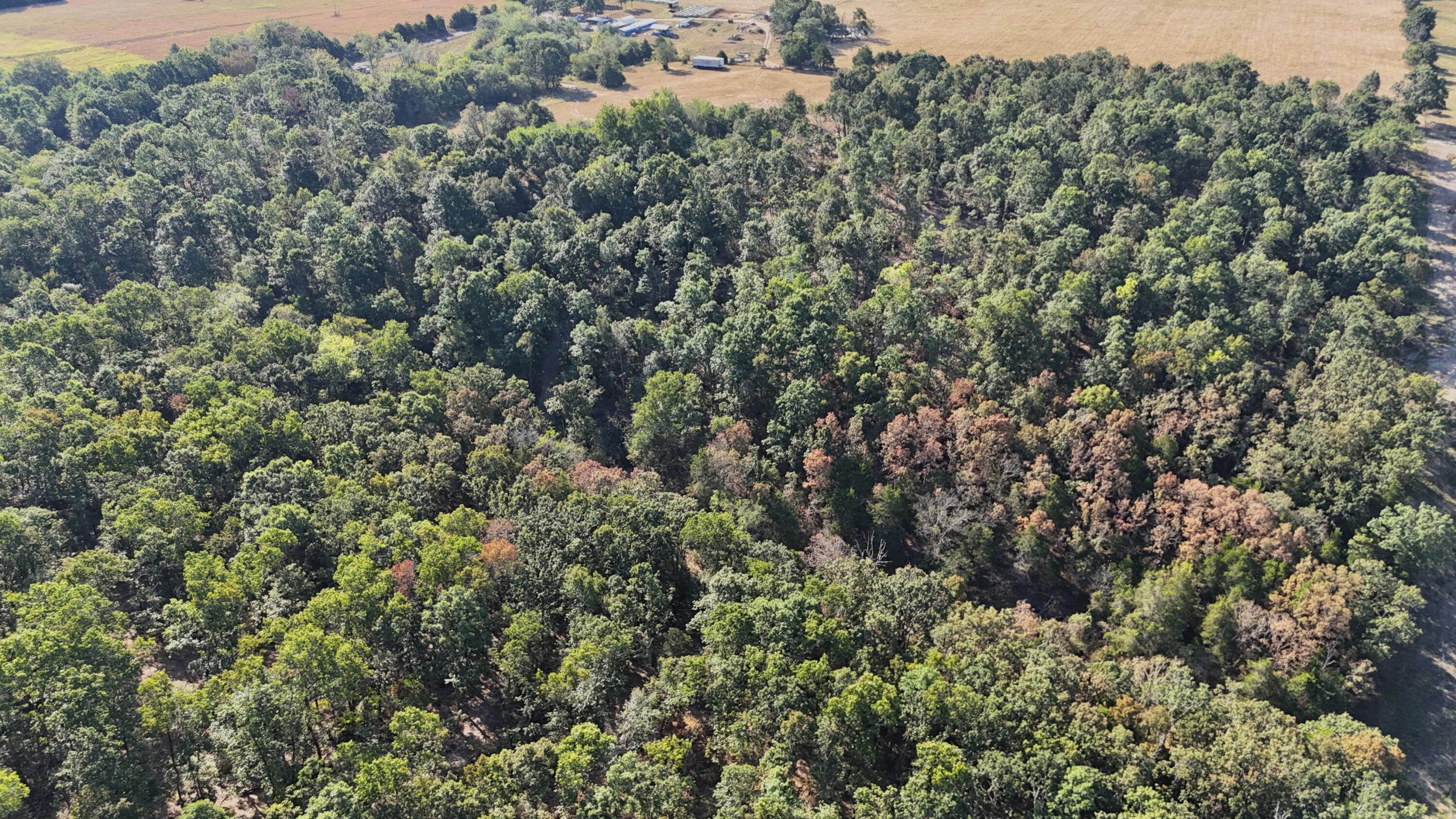 Photo 10 - Land for sale – 000  State Highway Z   Hartville, MO