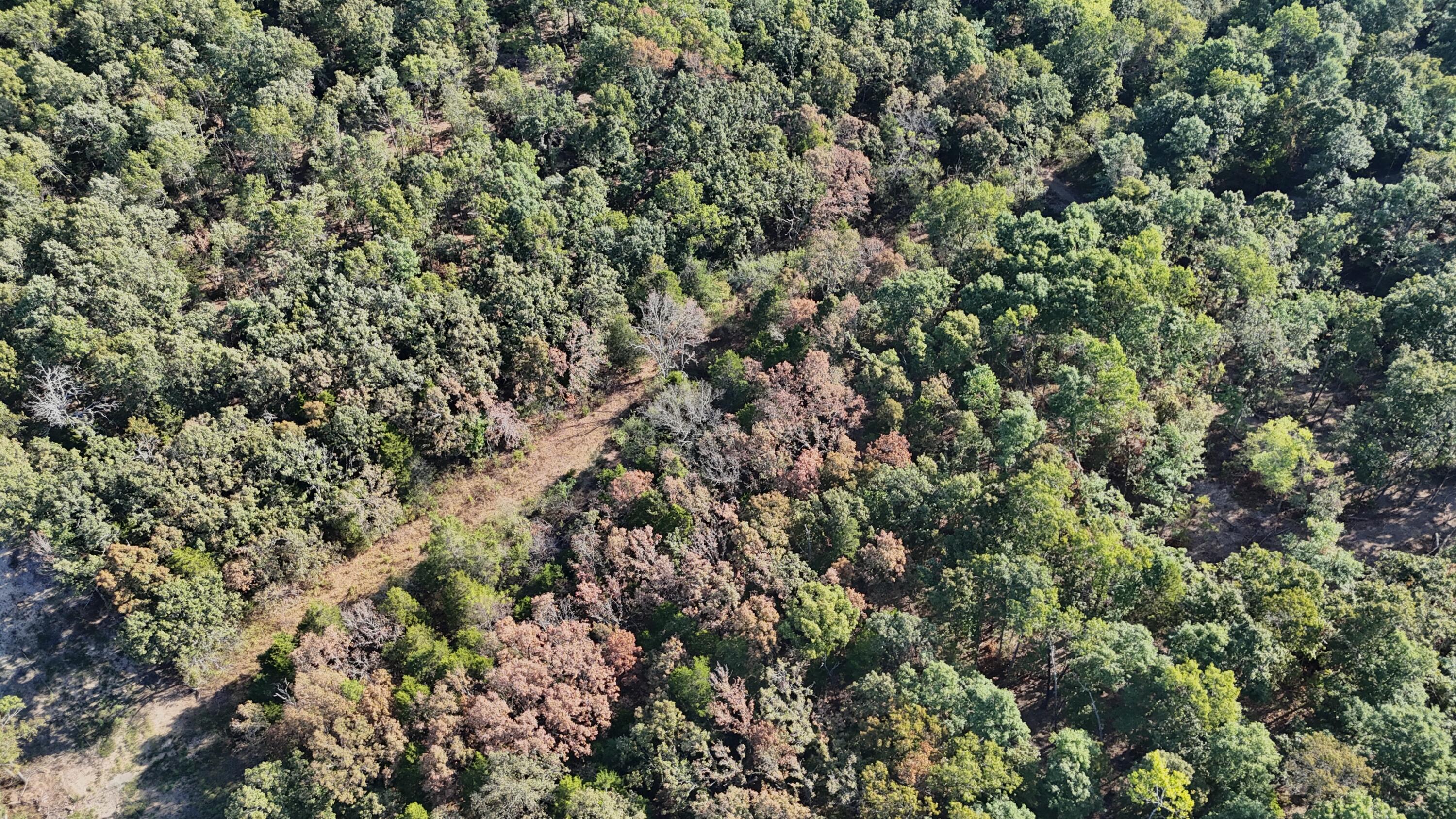 Photo 11 - Land for sale – 000  State Highway Z   Hartville, MO