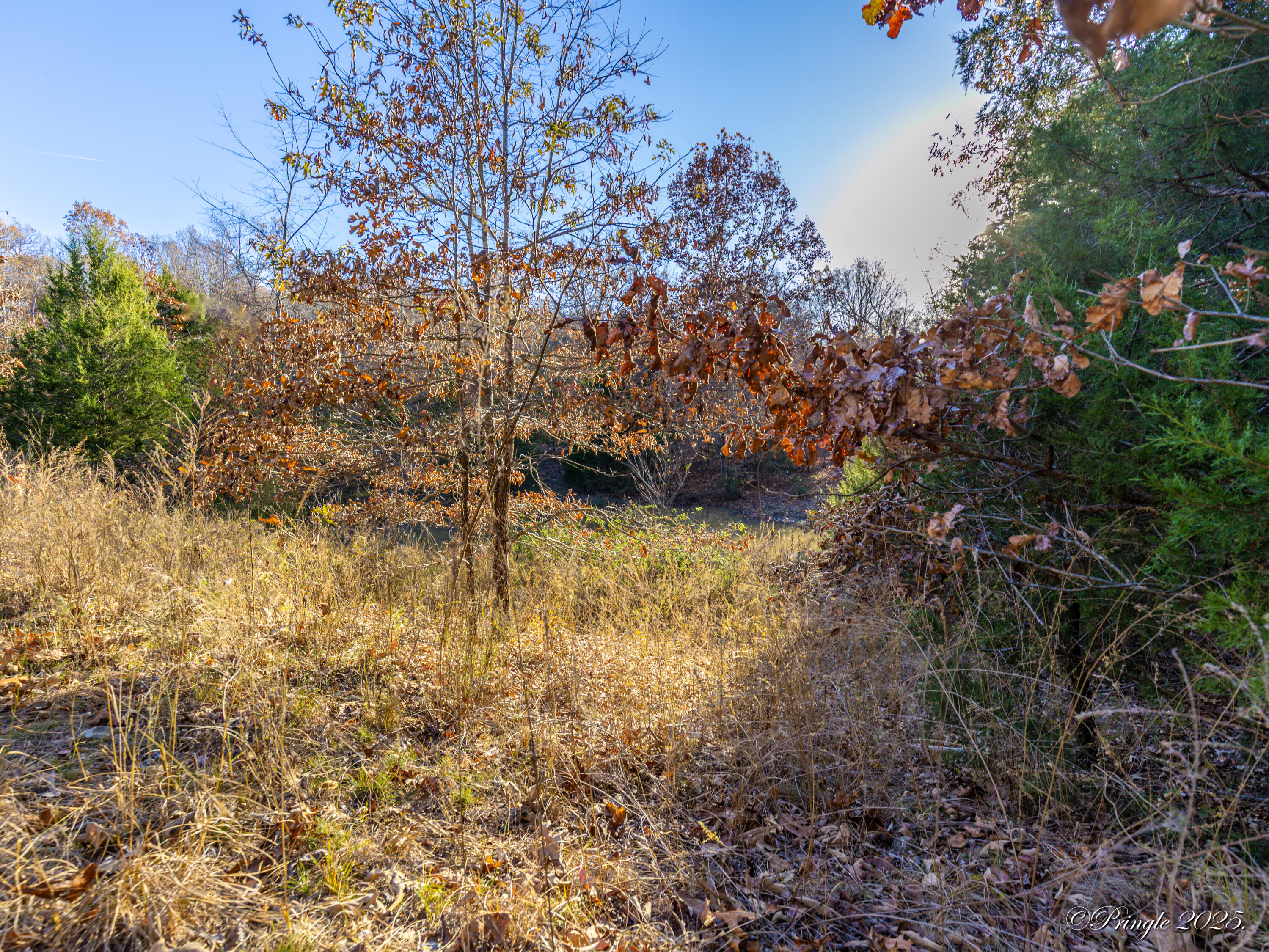 Photo 9 - Land for sale – 2112  County Road 348   Thayer, MO