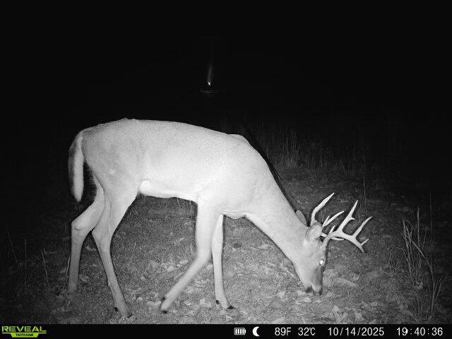 Photo 15 - Land for sale – 2112  County Road 348   Thayer, MO