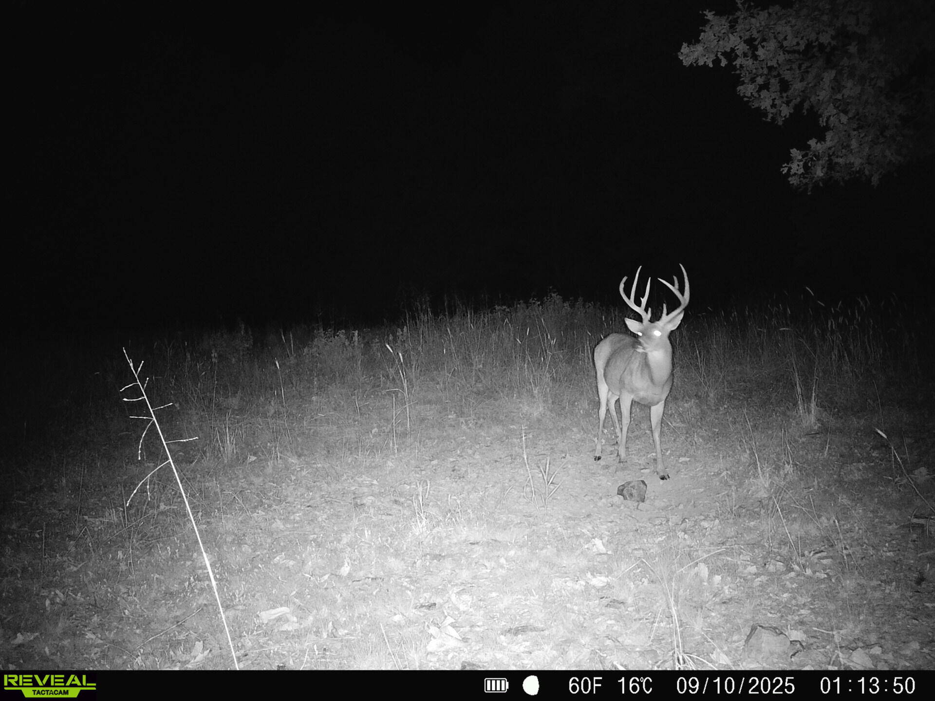 Photo 13 - Land for sale – 2112  County Road 348   Thayer, MO