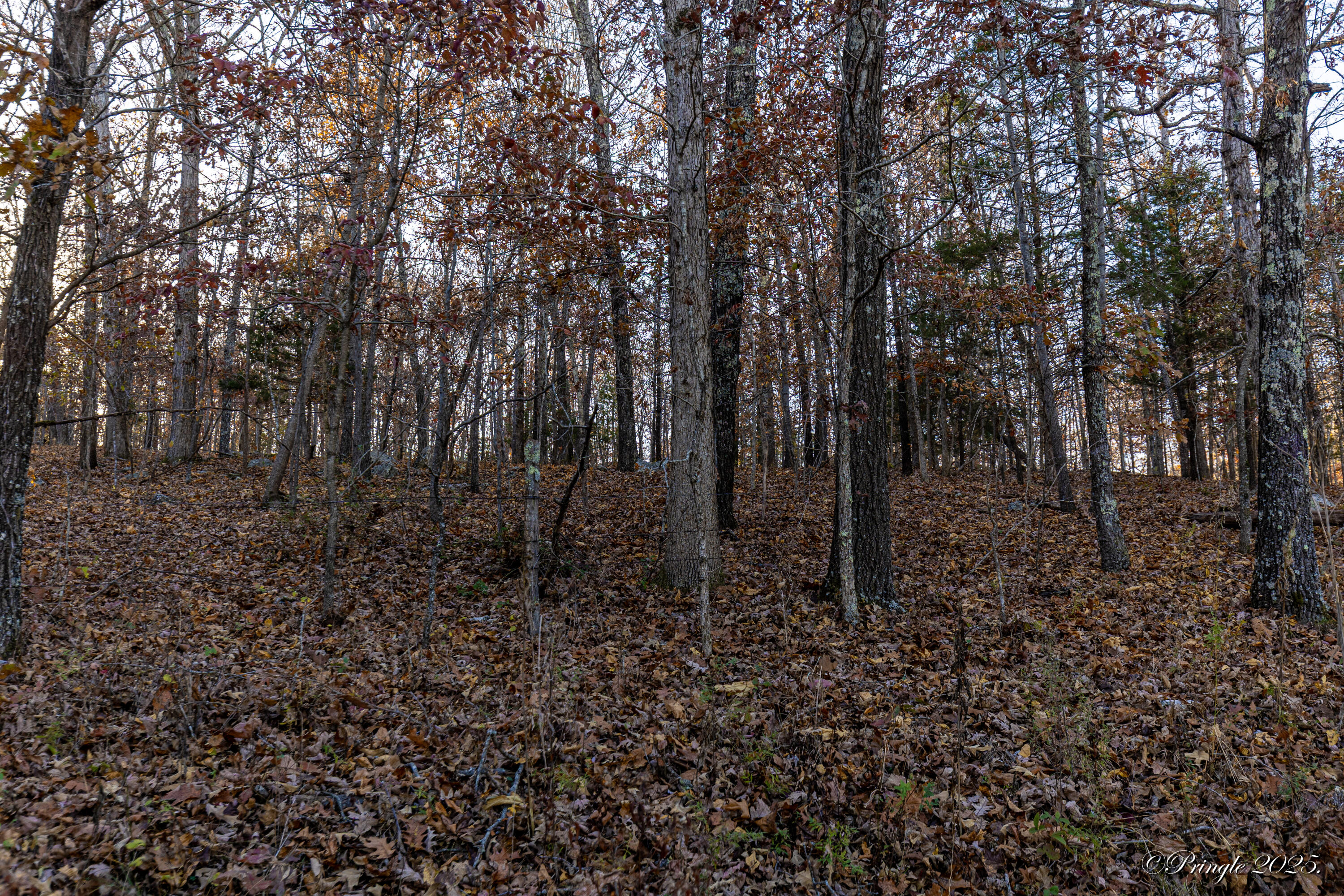 Photo 7 - Land for sale – 2112  County Road 348   Thayer, MO