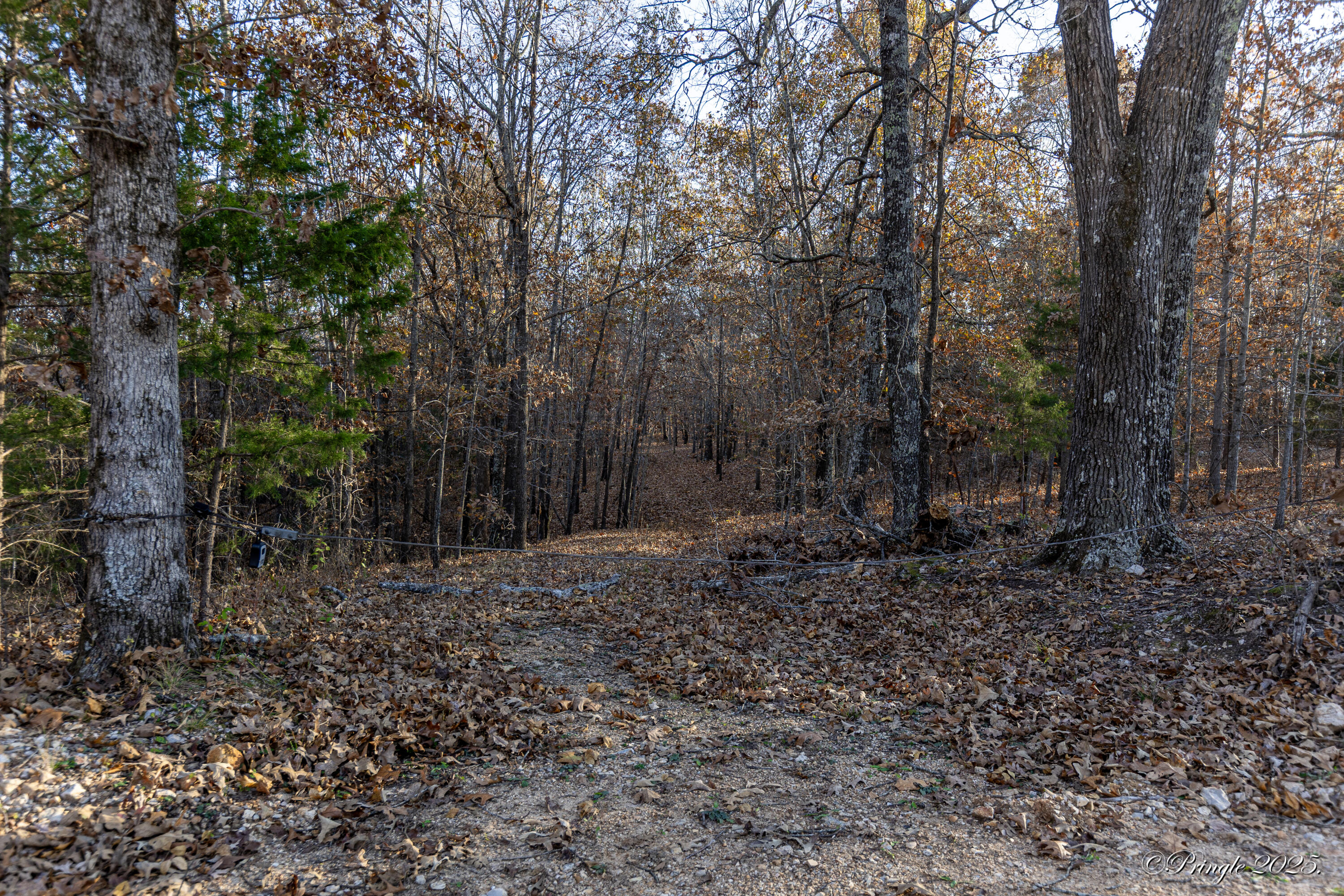Photo 3 - Land for sale – 2112  County Road 348   Thayer, MO