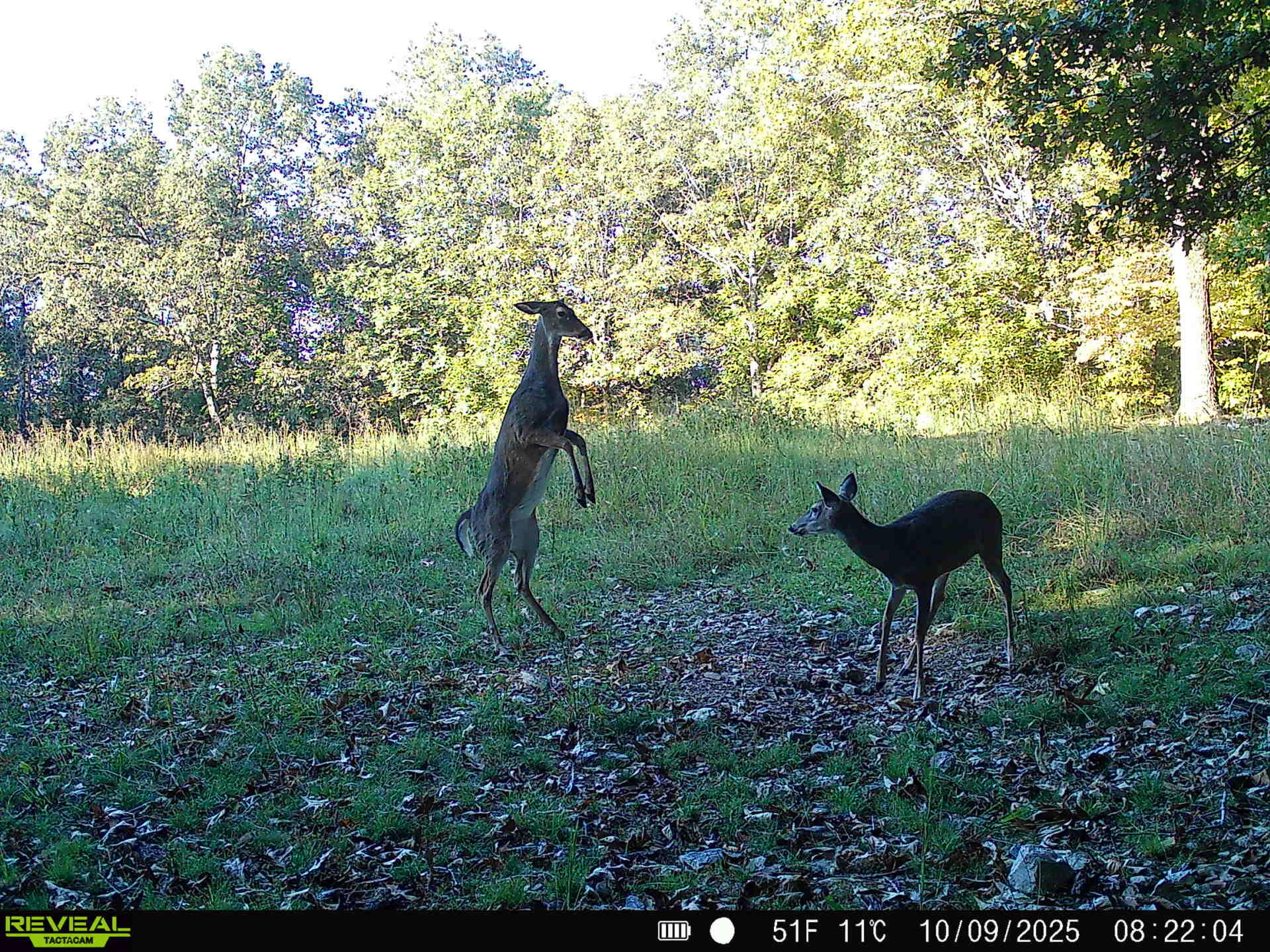 Photo 19 - Land for sale – 2112  County Road 348   Thayer, MO