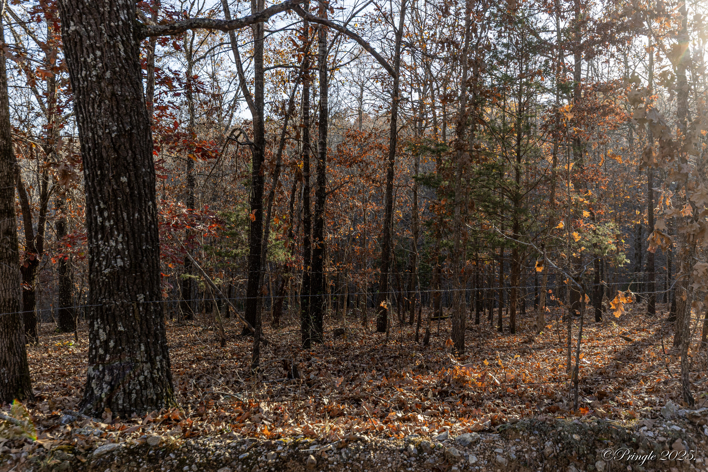 Photo 6 - Land for sale – 2112  County Road 348   Thayer, MO