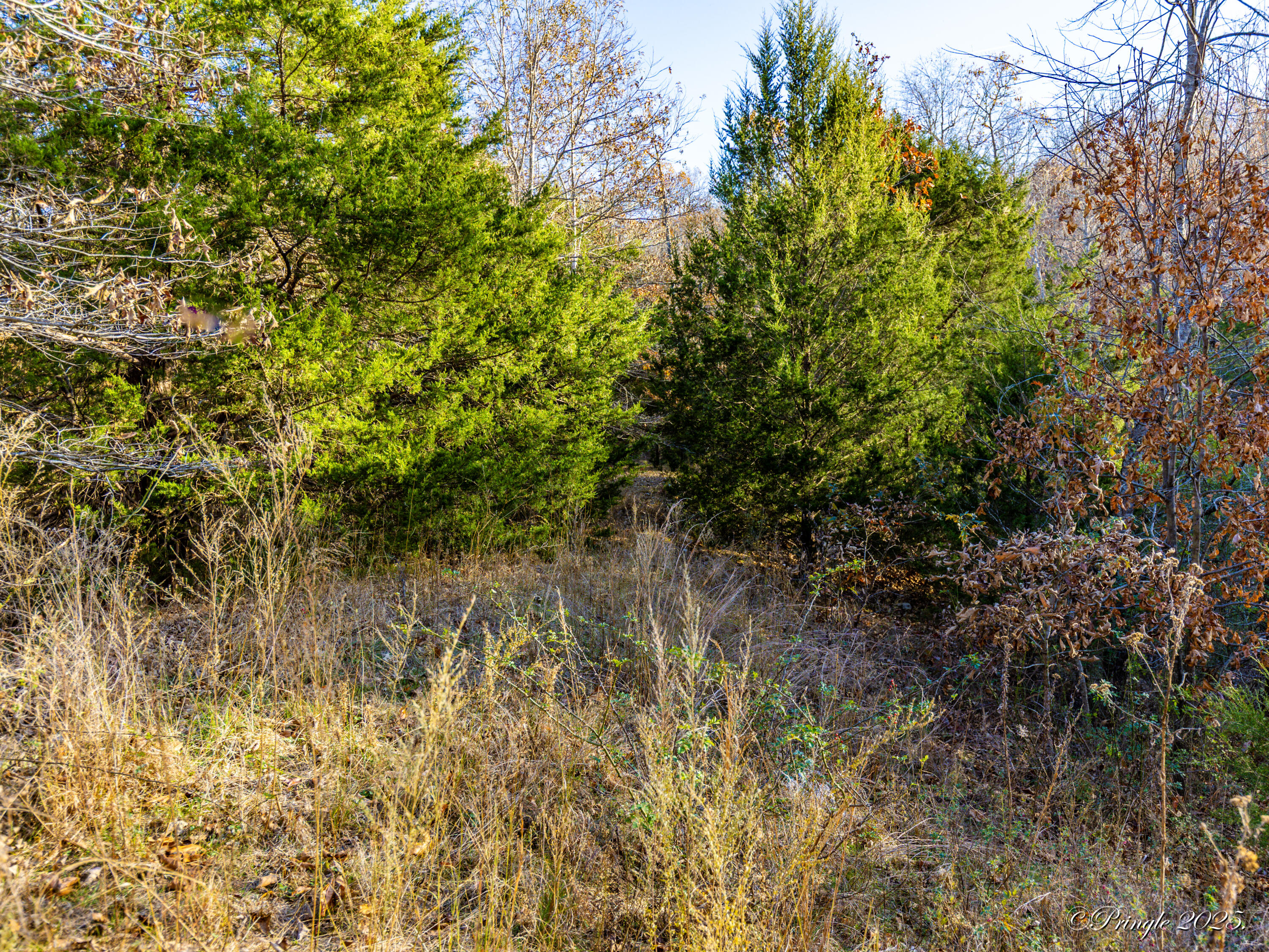 Photo 10 - Land for sale – 2112  County Road 348   Thayer, MO