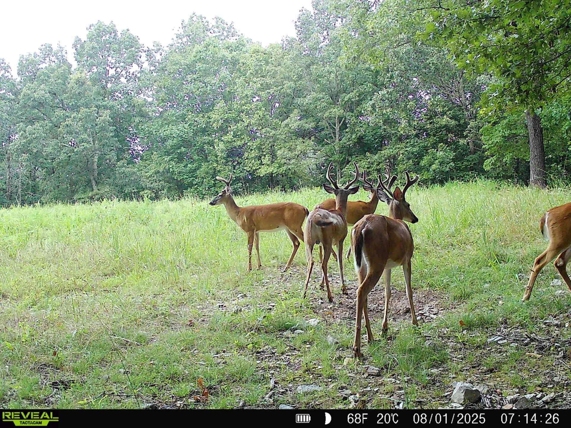 Photo 17 - Land for sale – 2112  County Road 348   Thayer, MO