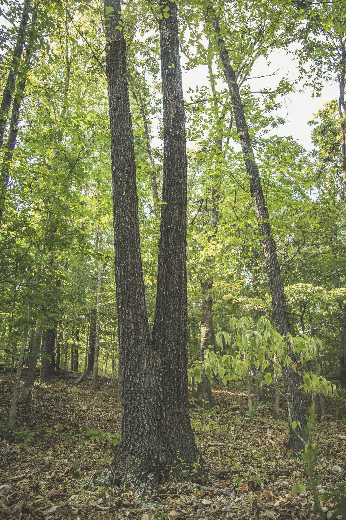 Photo 73 - Land for sale – 000  Boone Hollow Rd   Powell, MO