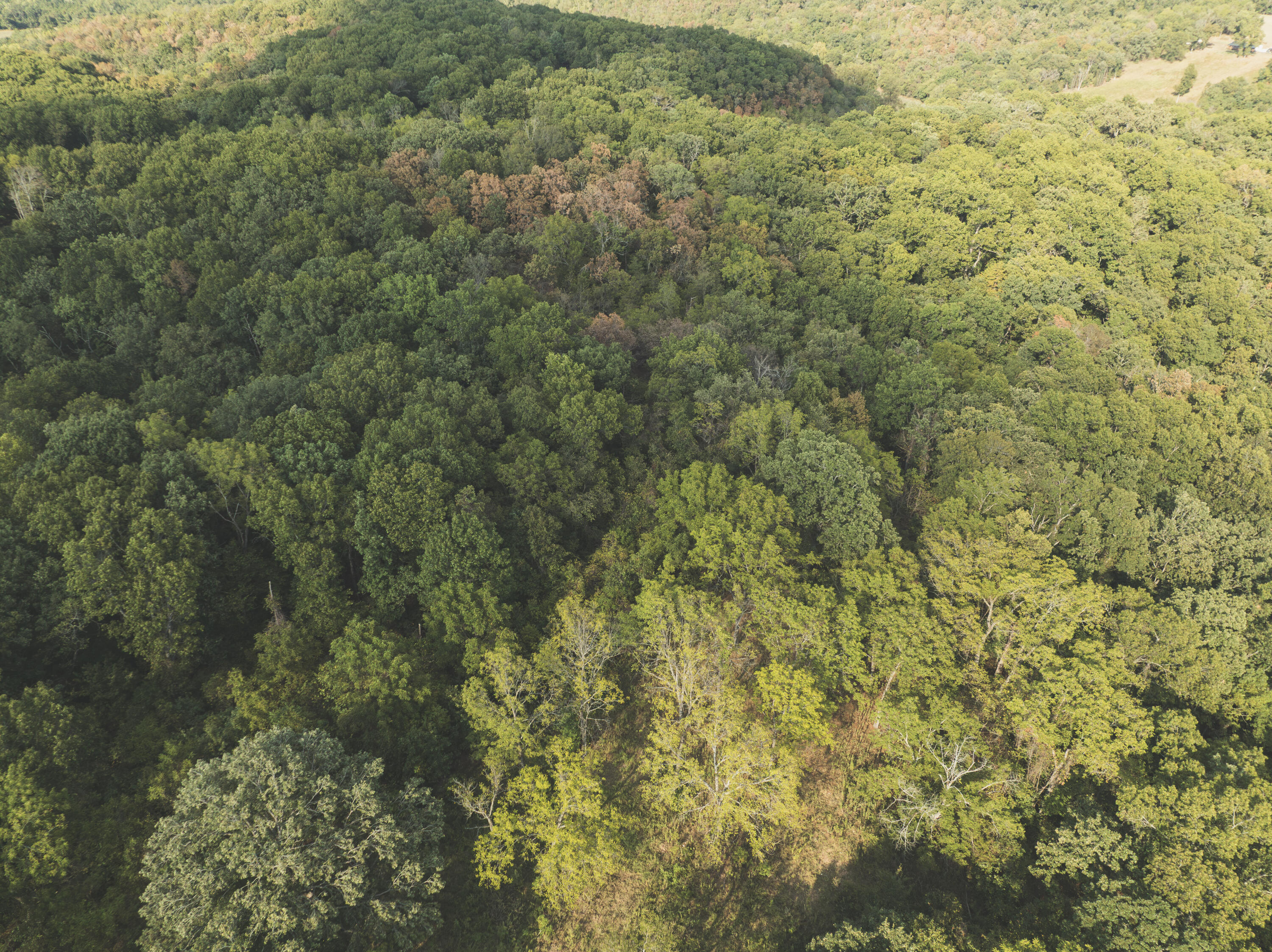 Photo 34 - Land for sale – 000  Boone Hollow Rd   Powell, MO