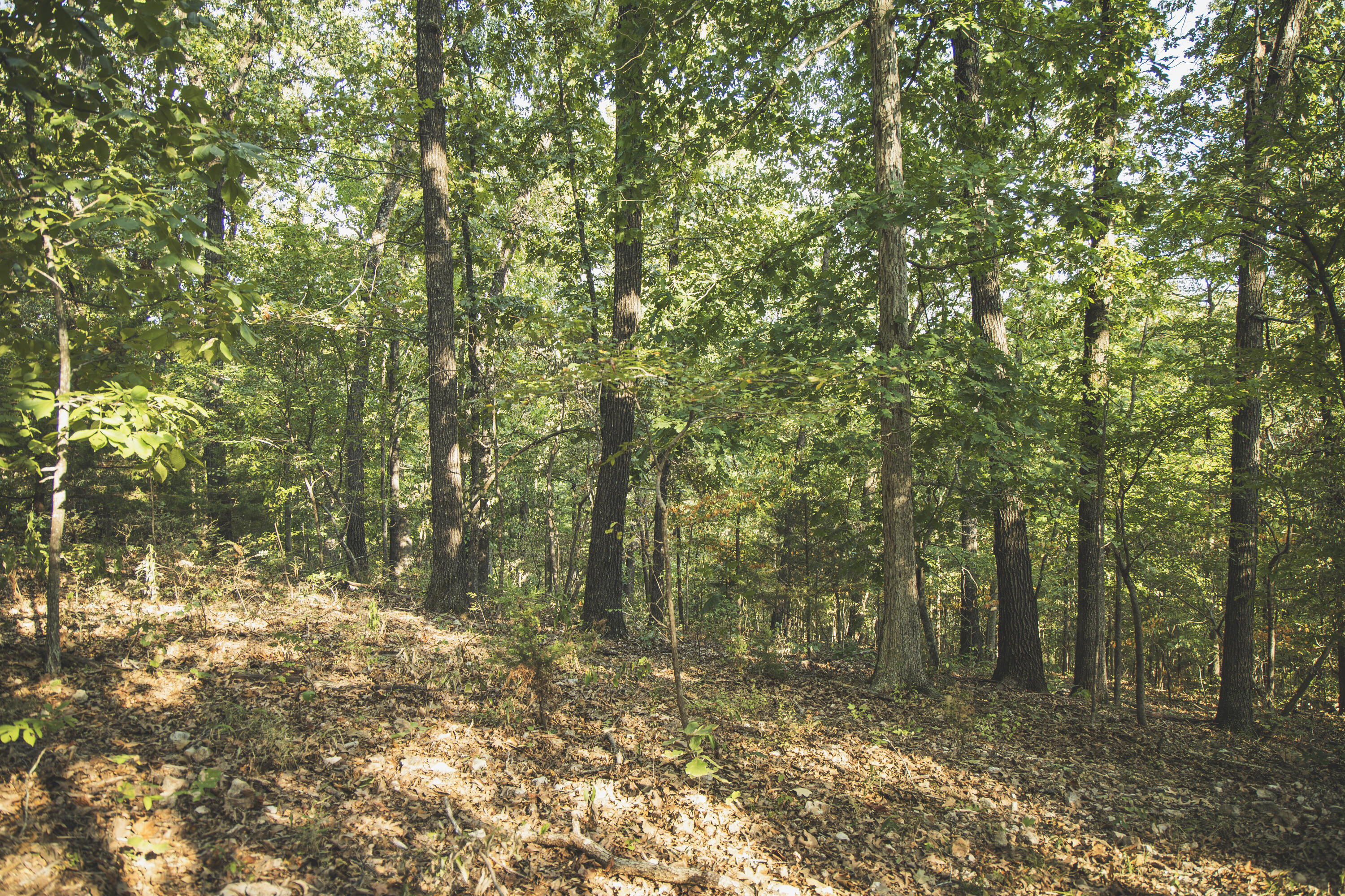 Photo 68 - Land for sale – 000  Boone Hollow Rd   Powell, MO