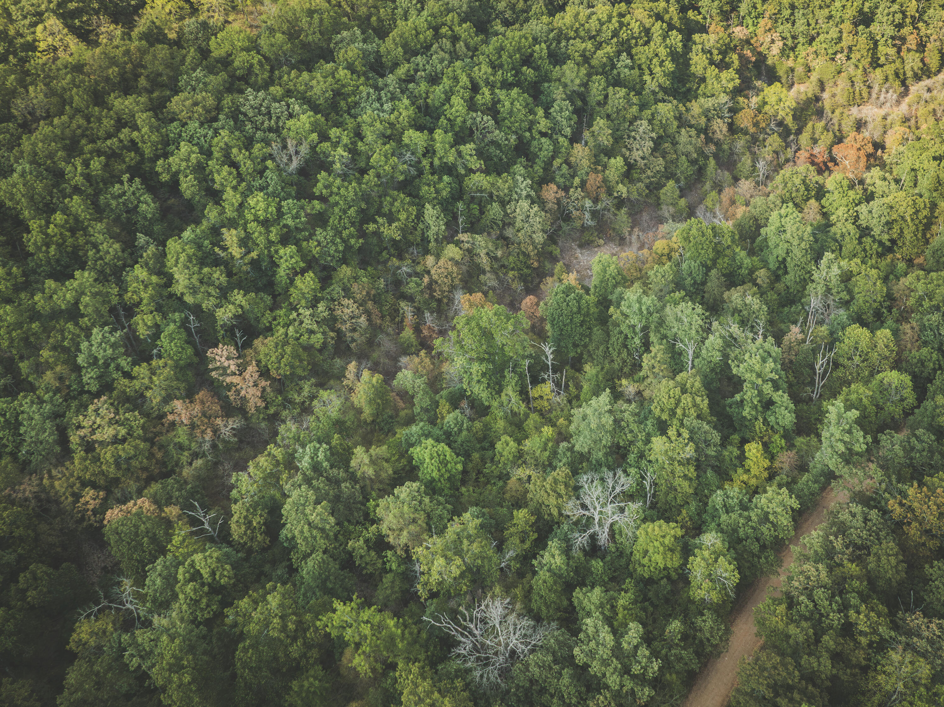 Photo 43 - Land for sale – 000  Boone Hollow Rd   Powell, MO